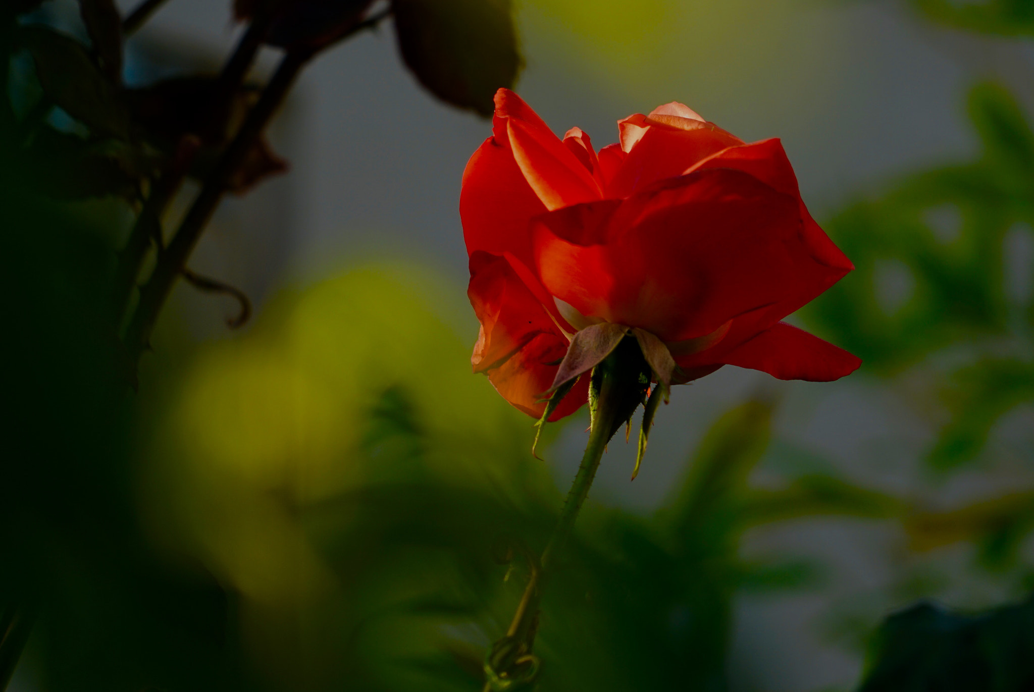 Sony FE 24-240mm F3.5-6.3 OSS sample photo. Rose photography