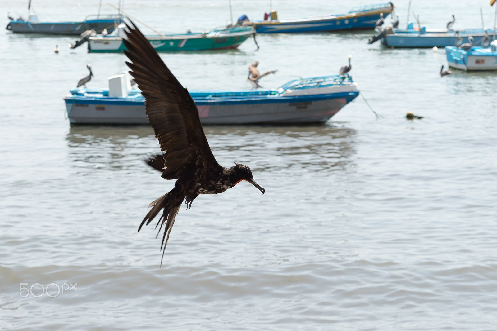 Nikon AF-S Nikkor 70-200mm F4G ED VR sample photo. Anconcito 3 photography
