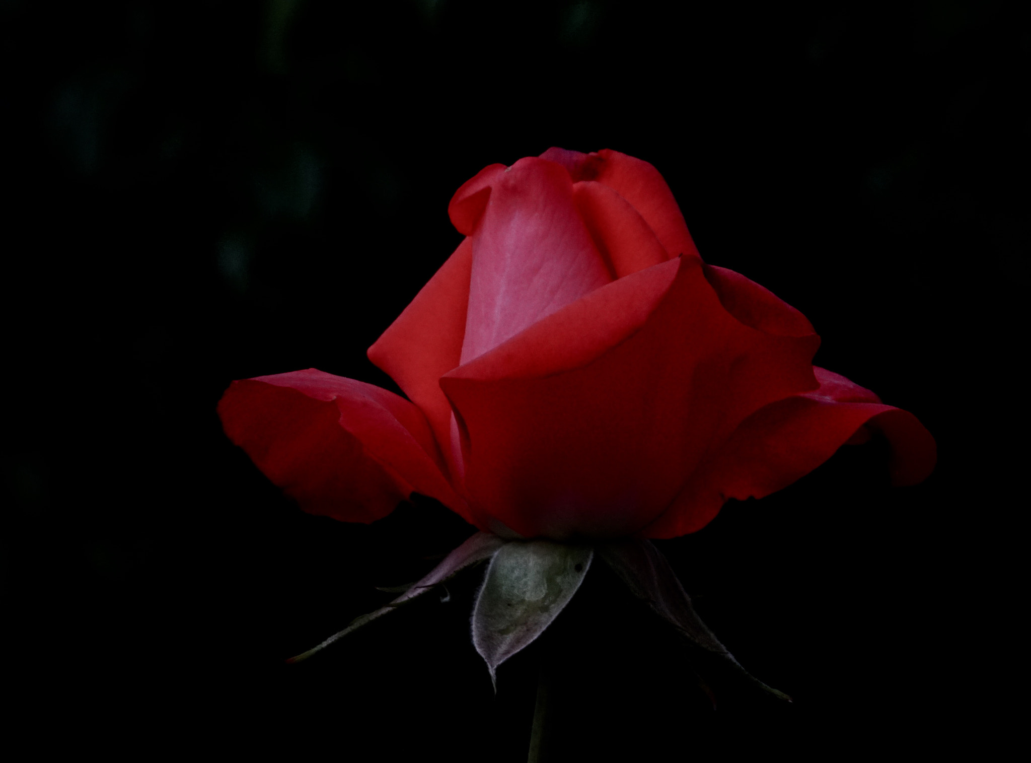 Sony FE 24-240mm F3.5-6.3 OSS sample photo. Rose photography