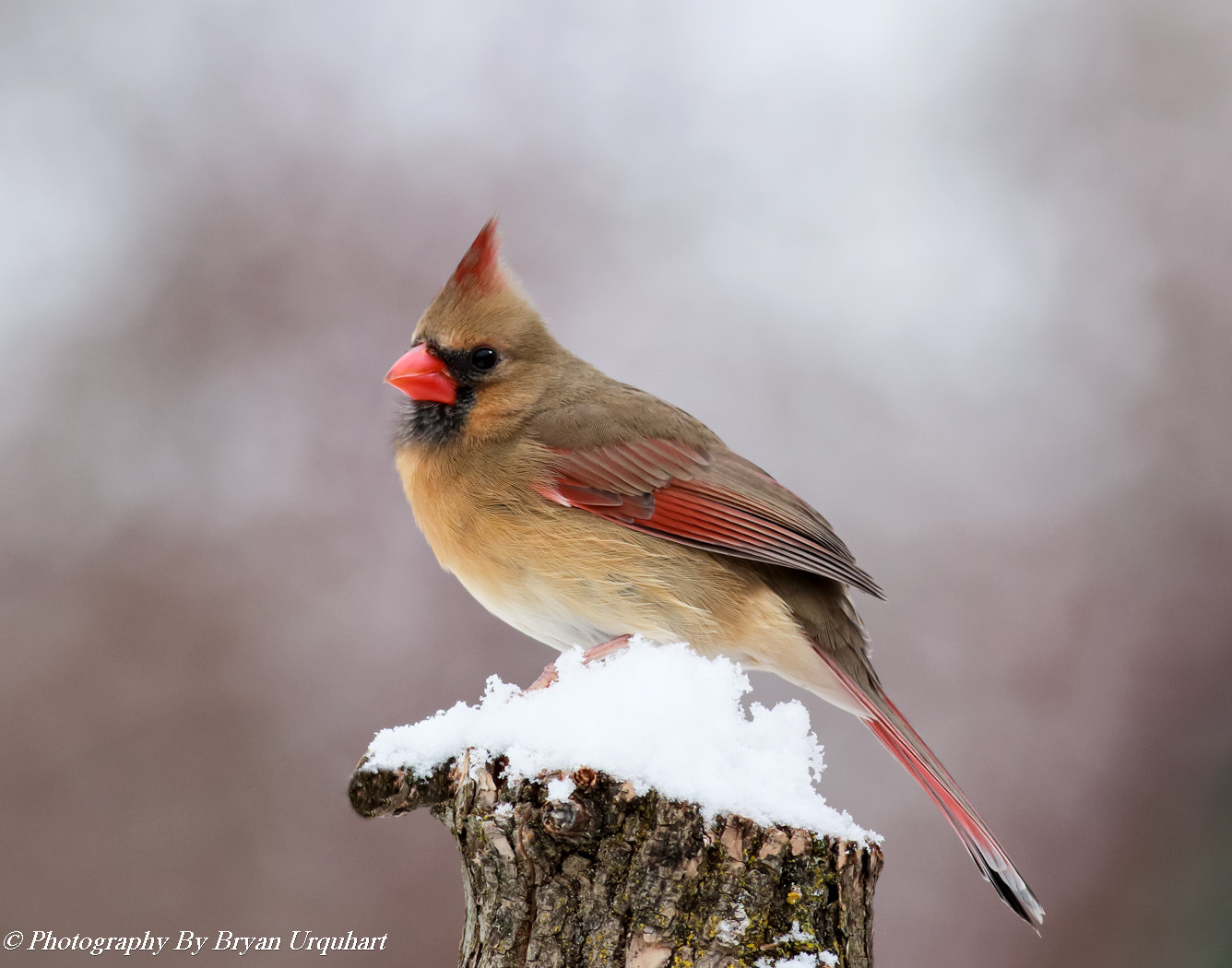 Canon EOS 70D + Canon EF 400mm F5.6L USM sample photo. Female northern cardinal photography