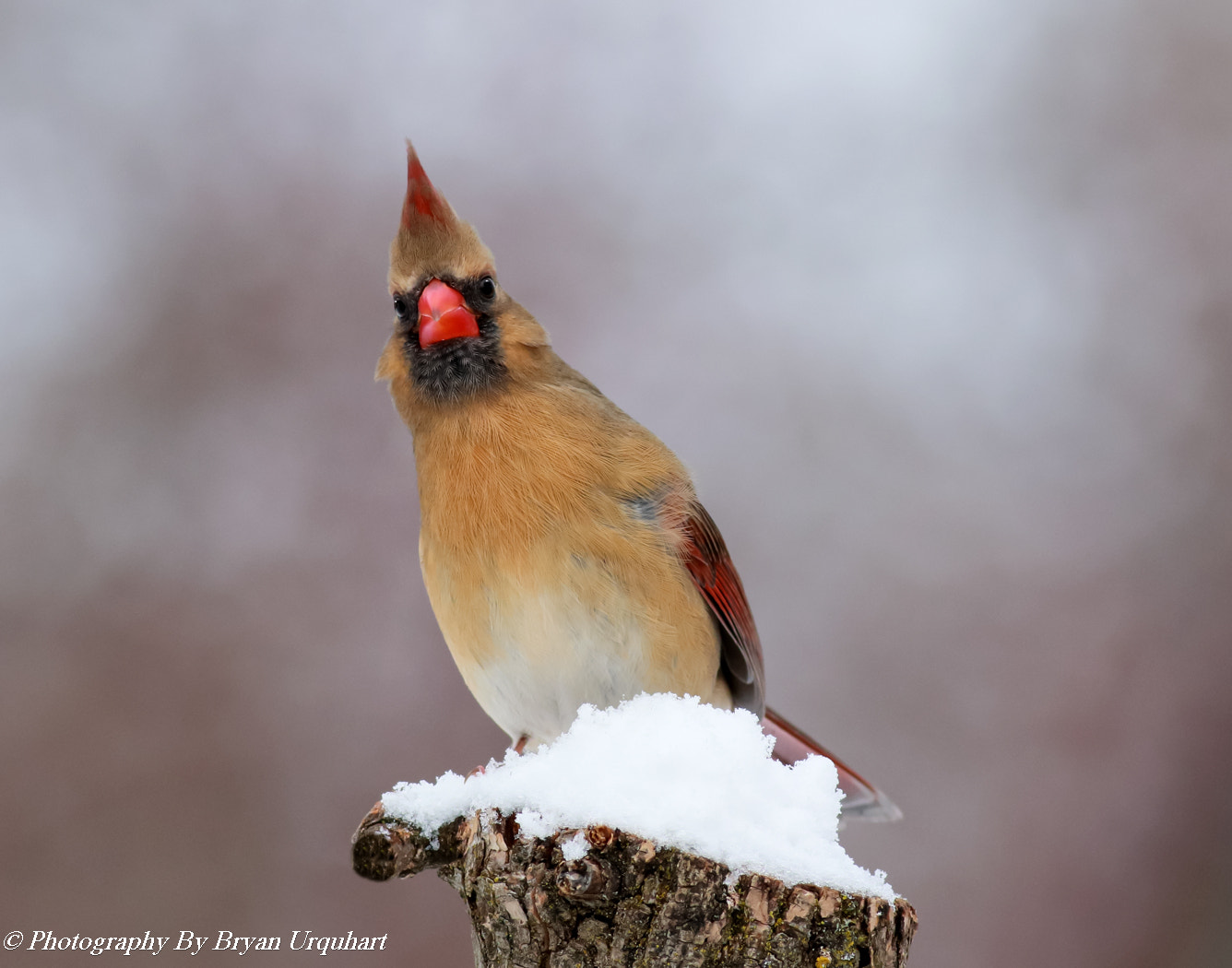 Canon EOS 70D + Canon EF 400mm F5.6L USM sample photo. Female northern cardinal photography