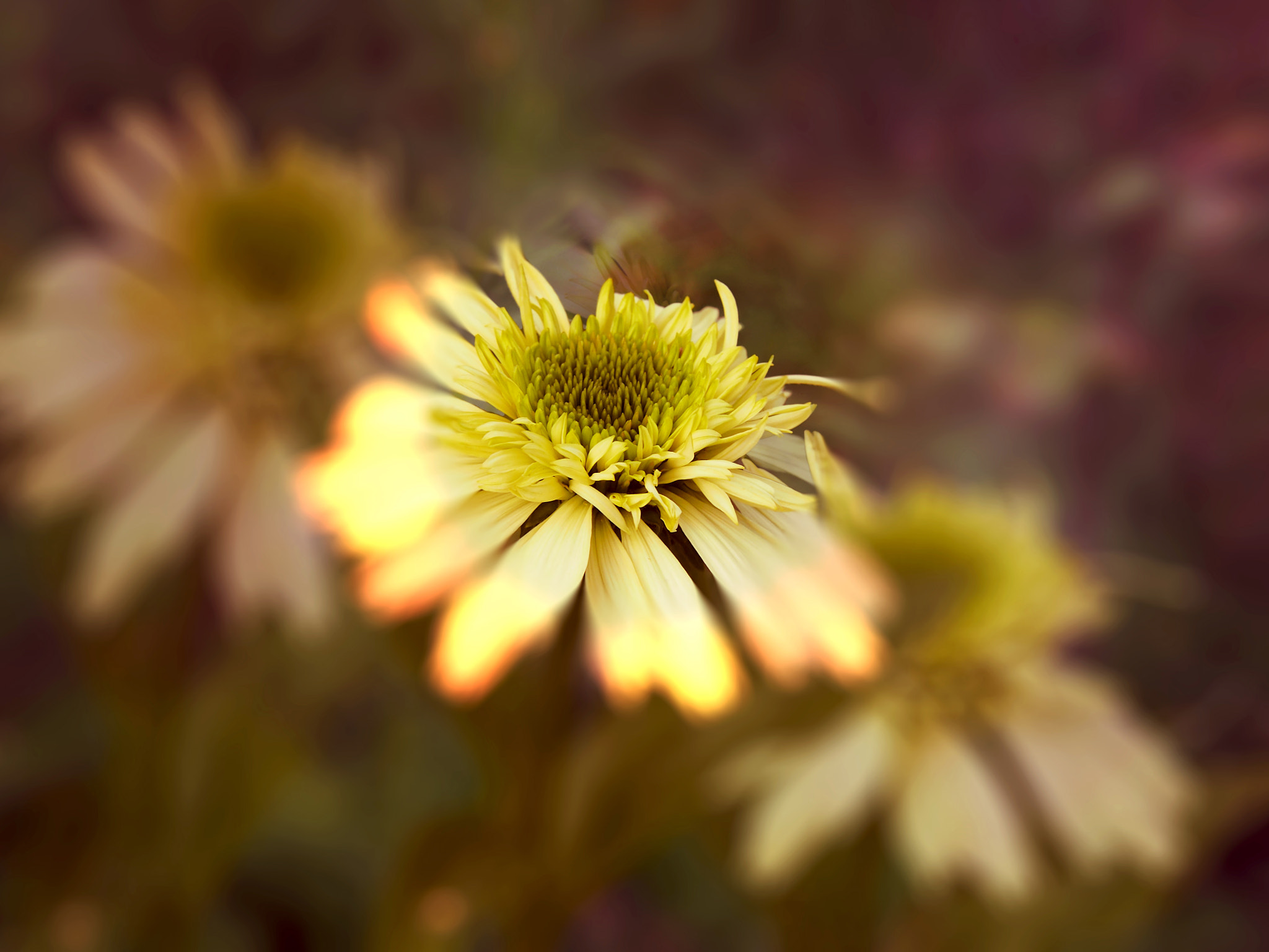 Olympus PEN E-PL5 sample photo. Kwiaty lata photography