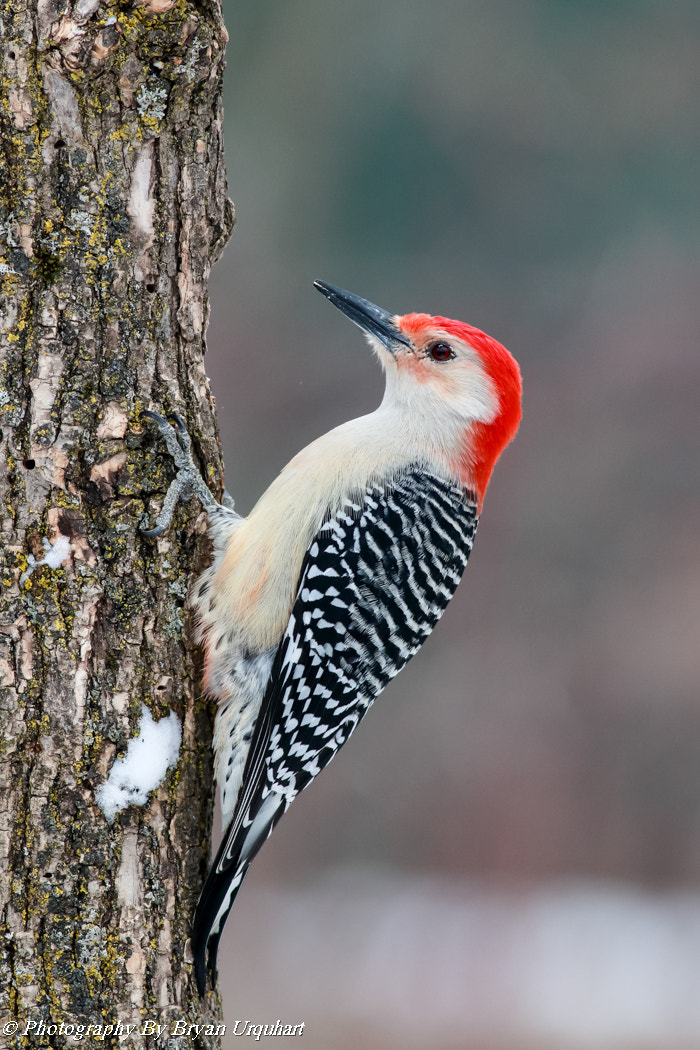 Canon EOS 70D + Canon EF 400mm F5.6L USM sample photo. Red belly wood pecker (male) photography
