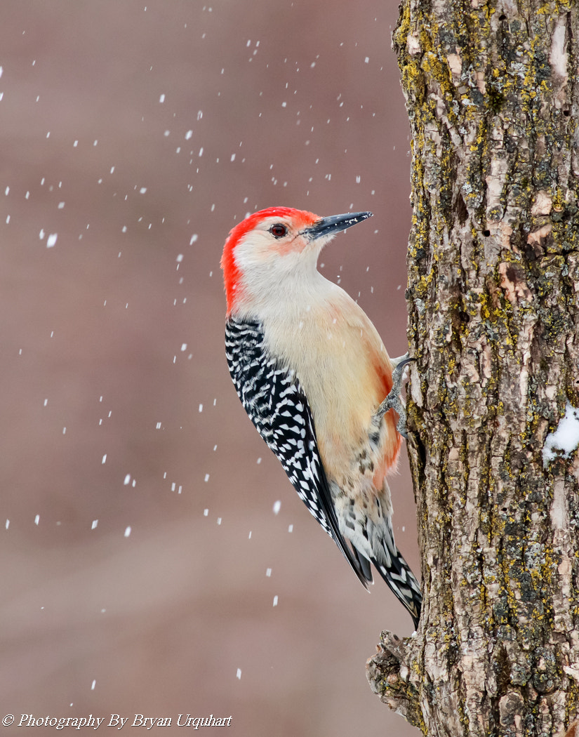 Canon EOS 70D + Canon EF 400mm F5.6L USM sample photo. Red belly wood pecker (male) photography