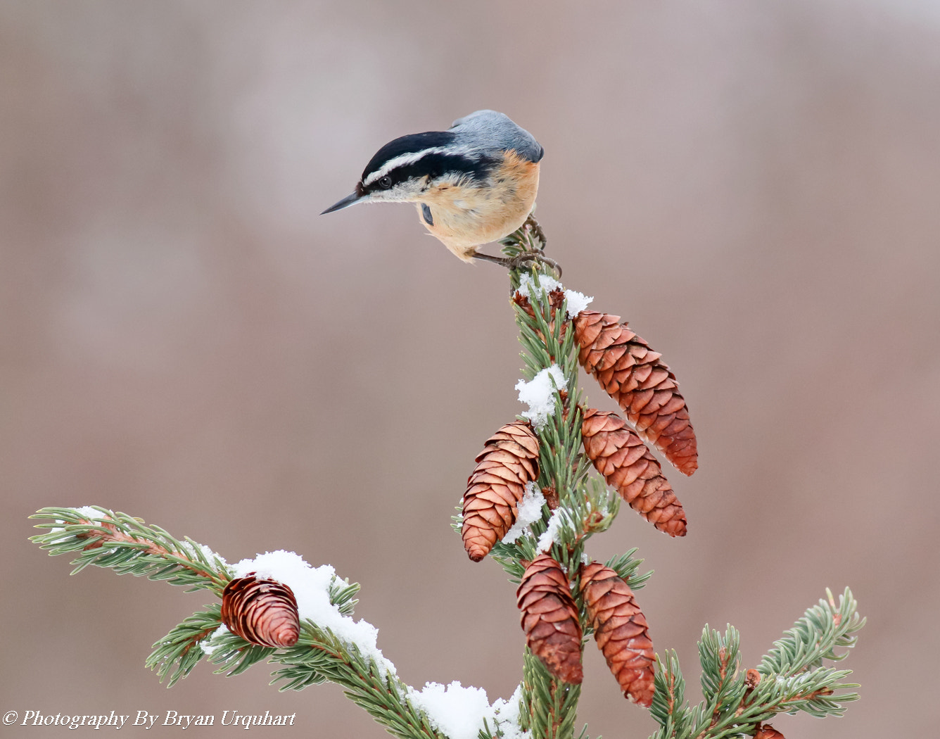 Canon EOS 70D + Canon EF 400mm F5.6L USM sample photo. Red breasted nuthatch photography