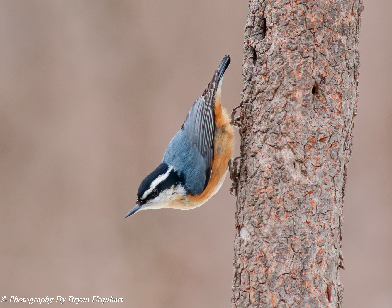 Canon EOS 70D + Canon EF 400mm F5.6L USM sample photo. Red breasted nuthatch photography