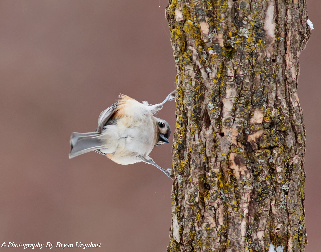 Canon EOS 70D + Canon EF 400mm F5.6L USM sample photo. Tufted tit mouse photography