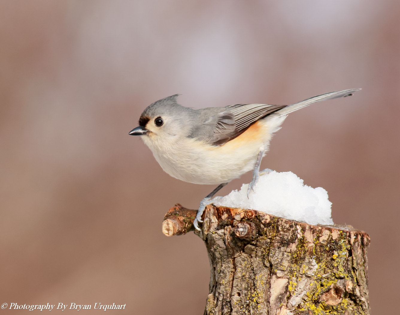 Canon EOS 70D + Canon EF 400mm F5.6L USM sample photo. Tufted tit mouse photography