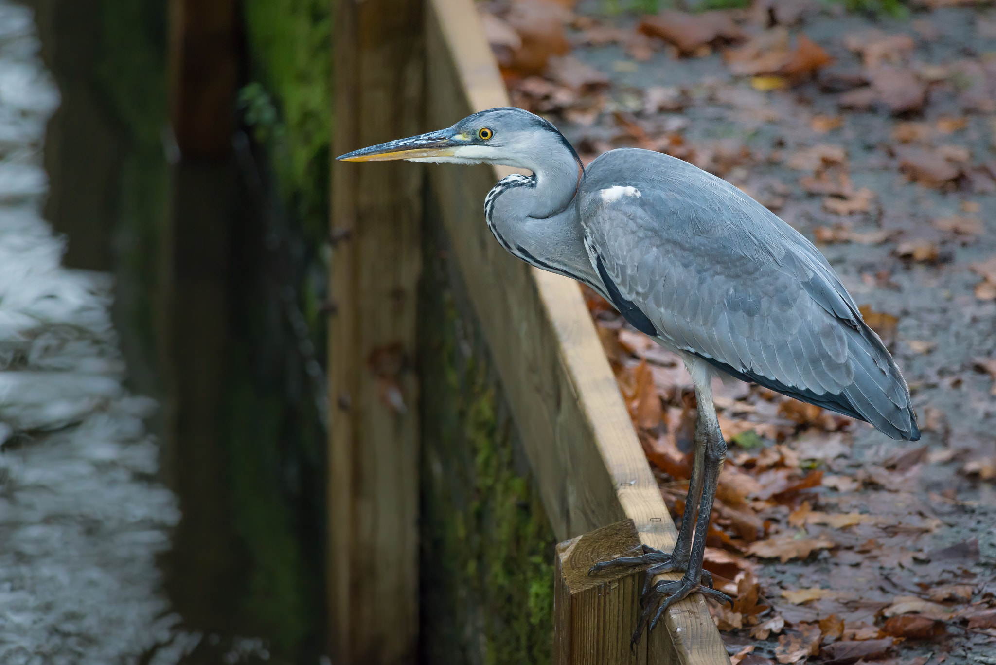 Nikon D800 + Nikon AF-S Nikkor 300mm F4D ED-IF sample photo. Grey heron photography