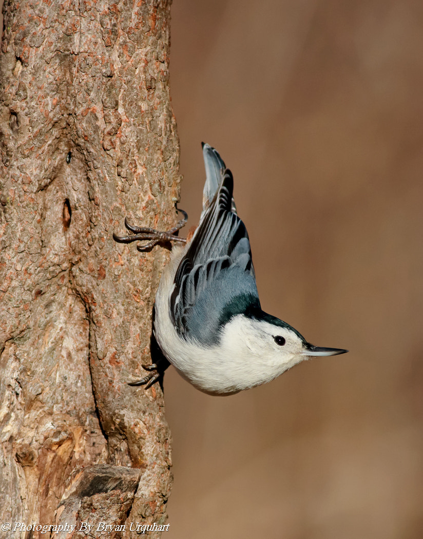 Canon EOS 70D + Canon EF 400mm F5.6L USM sample photo. White breasted nuthatch photography