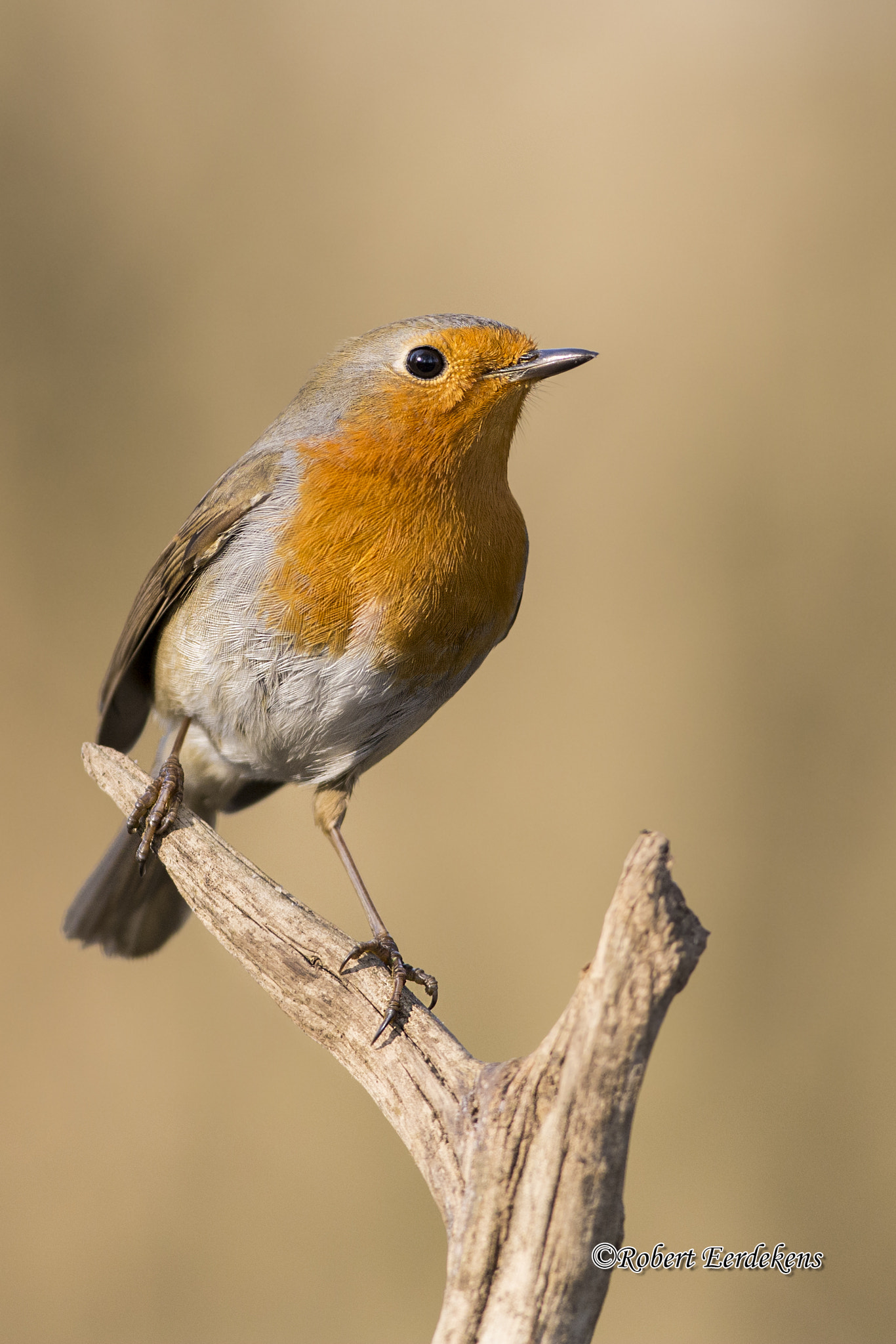 Nikon AF-S Nikkor 300mm F2.8G ED VR II sample photo. Robin photography