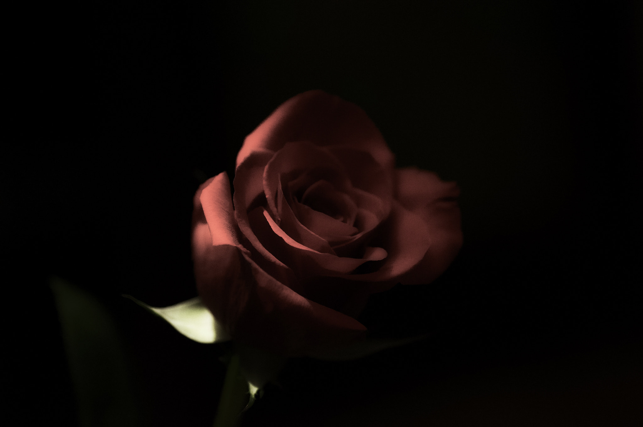 Nikon D5000 sample photo. Valentine's day photography