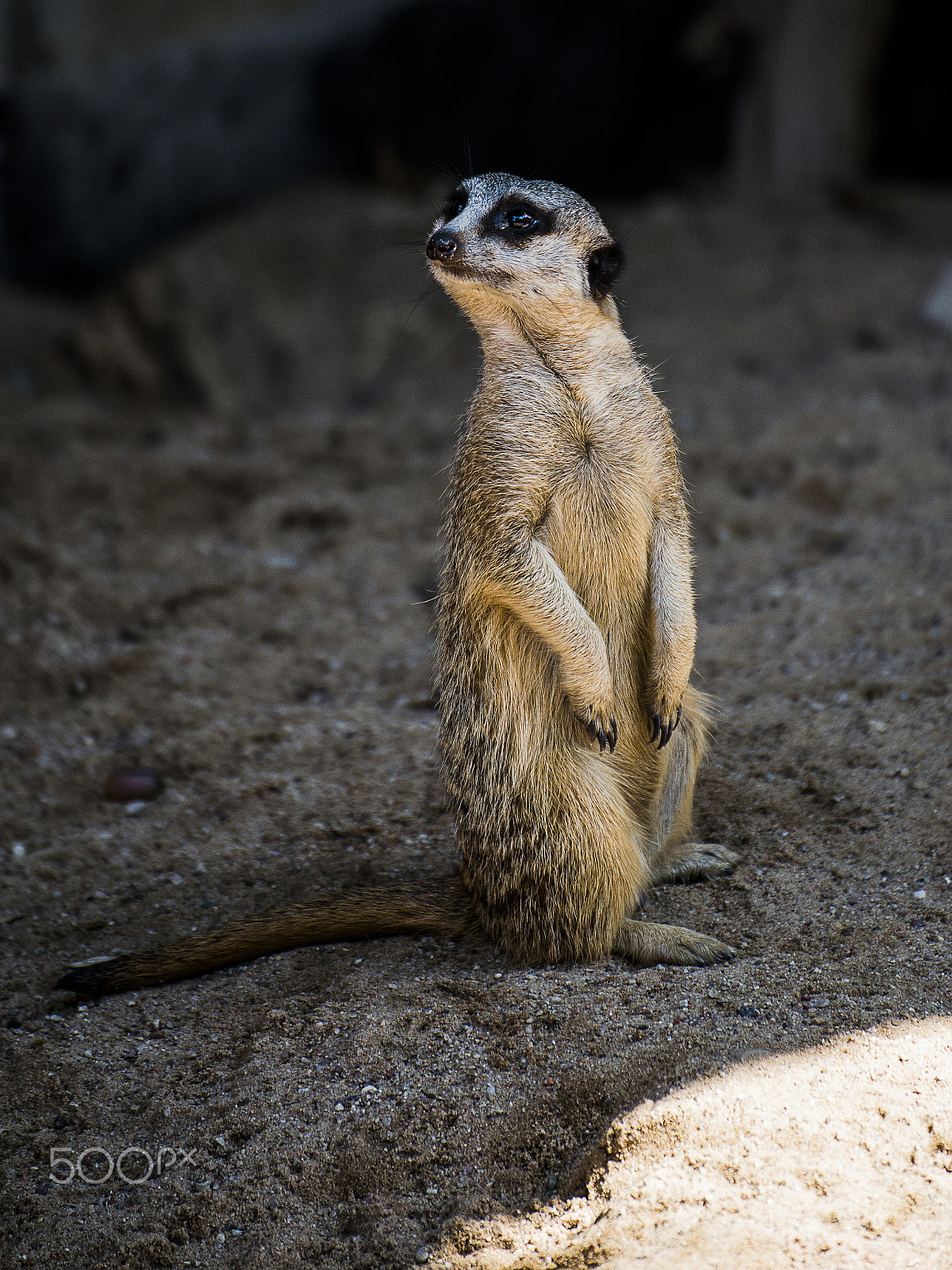 Nikon D600 sample photo. Meerkat photography