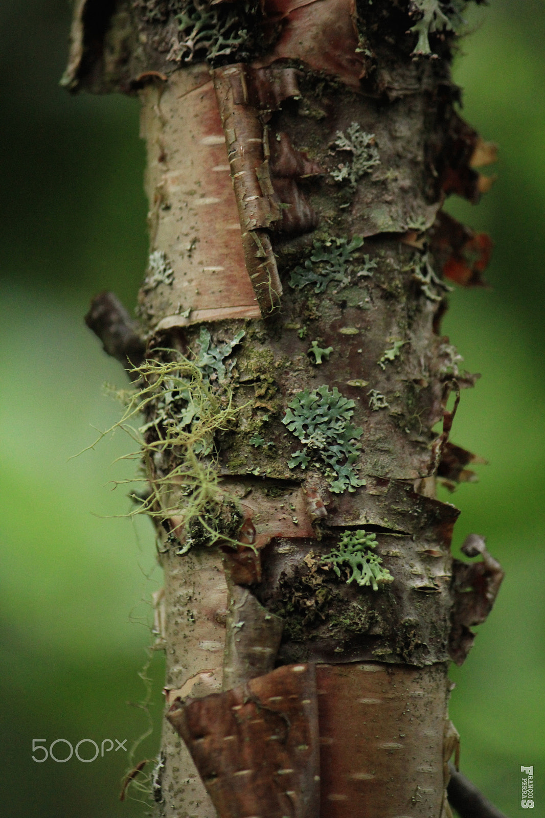 Canon EF-S 55-250mm F4-5.6 IS sample photo. Age photography