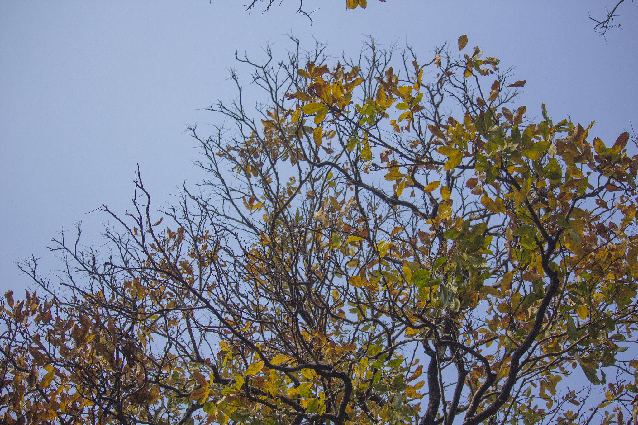 Canon EF-S 55-250mm F4-5.6 IS STM sample photo. Leaf photography