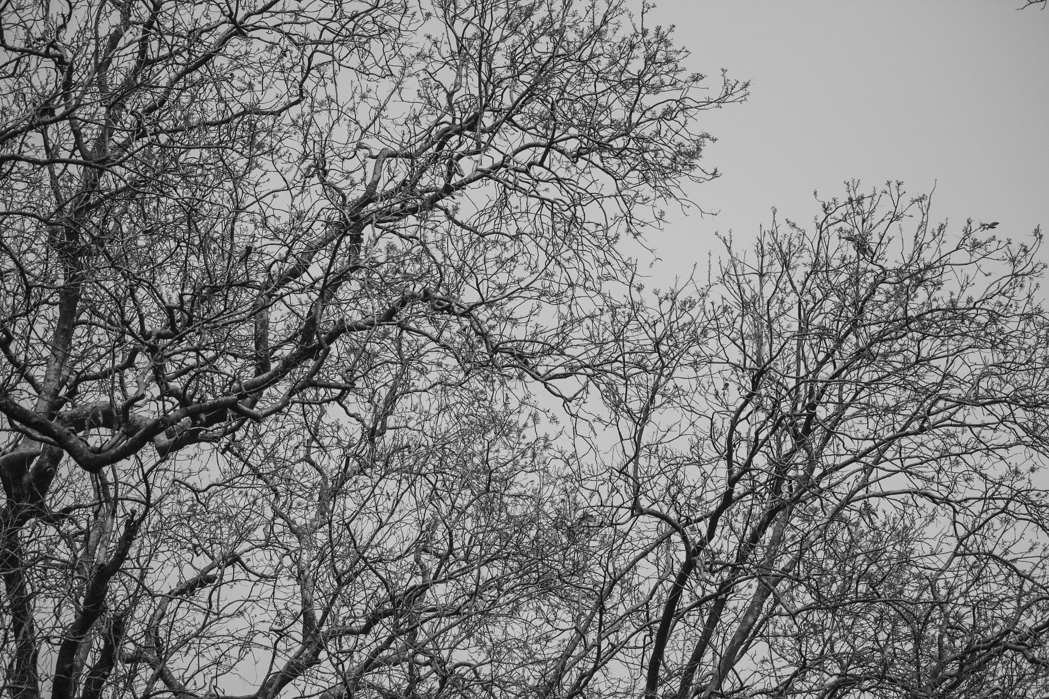 Canon EF-S 55-250mm F4-5.6 IS STM sample photo. B & w composition photography