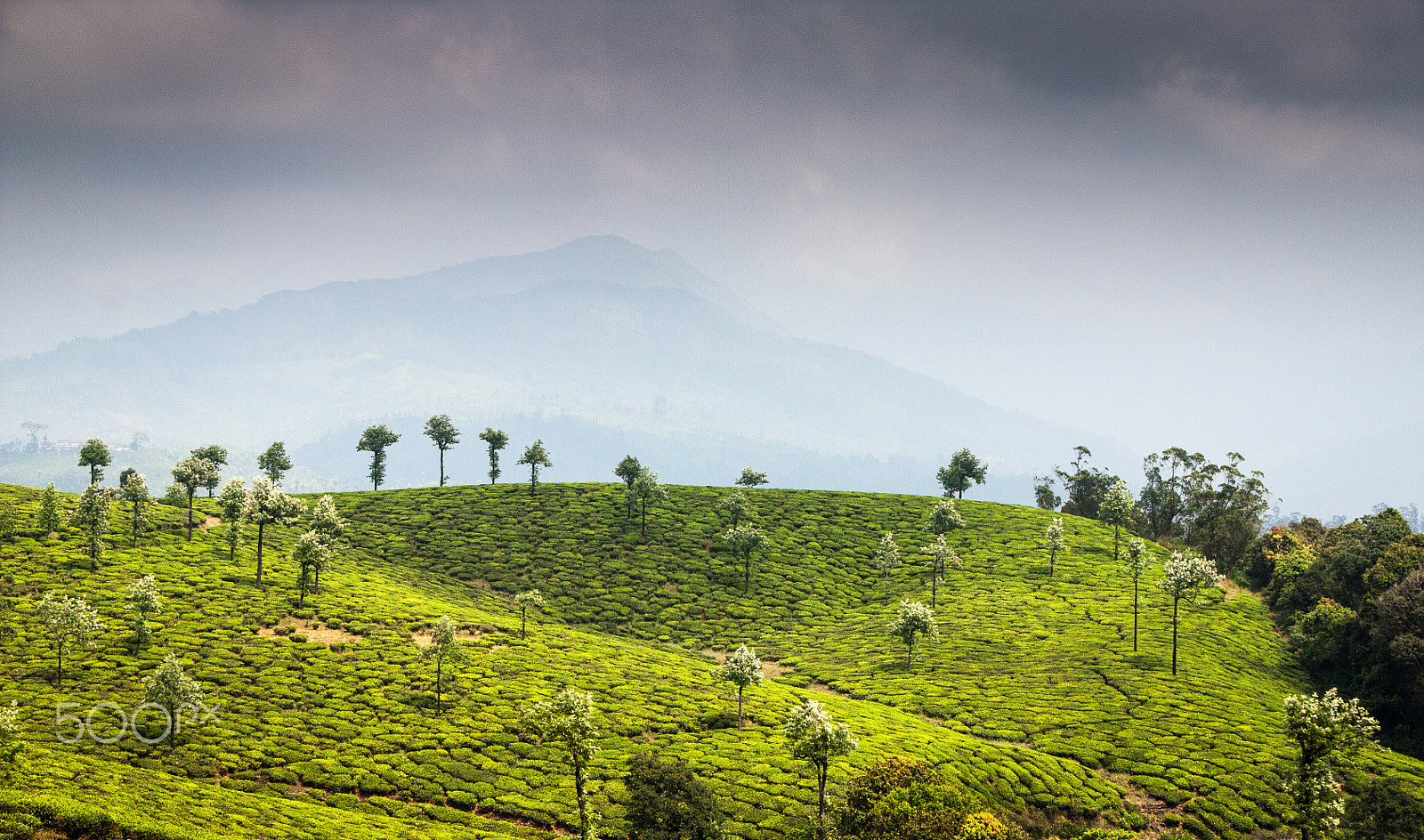 Canon EOS 450D (EOS Rebel XSi / EOS Kiss X2) sample photo. Tea plantation in valparai photography
