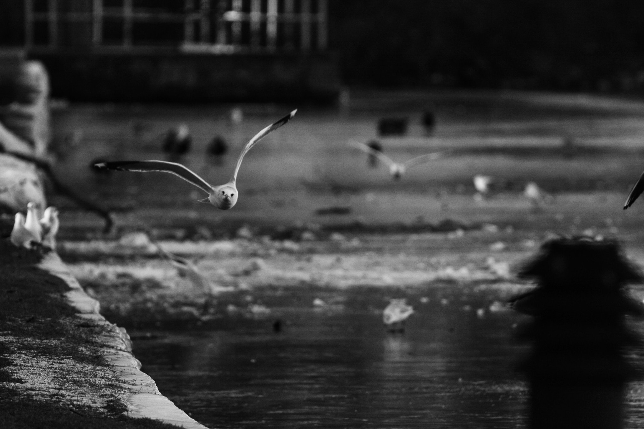 Canon EOS 40D + Canon EF 50mm f/1.8 sample photo. Bird photography