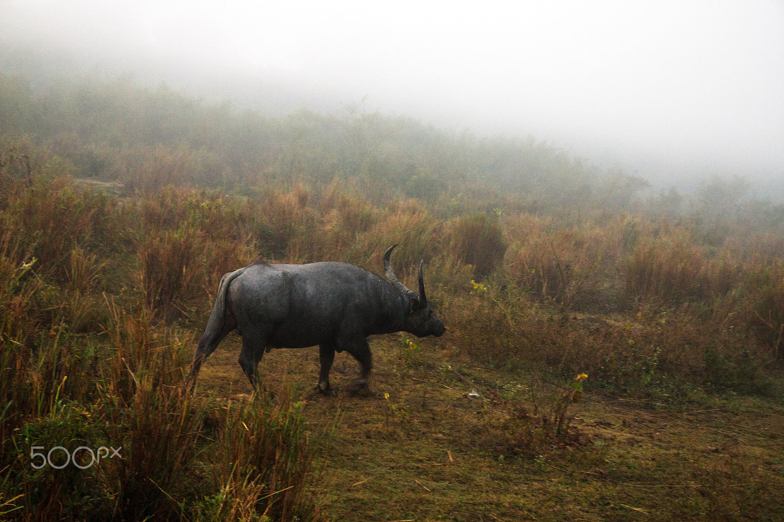 Canon EOS 450D (EOS Rebel XSi / EOS Kiss X2) sample photo. Wild buffalo at kaziranga national park assam photography