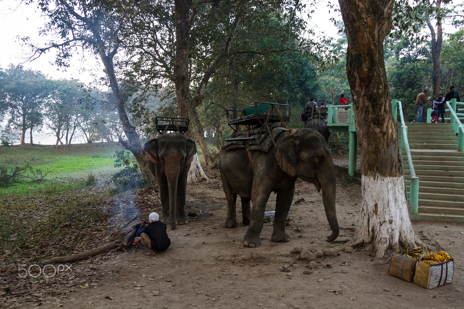 Canon EOS 450D (EOS Rebel XSi / EOS Kiss X2) sample photo. Safari elephants at kaziranga national park photography