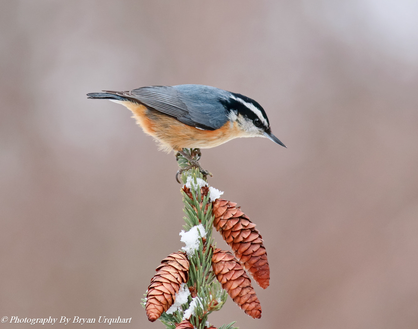 Canon EOS 70D + Canon EF 400mm F5.6L USM sample photo. Red breasted nuthatch photography