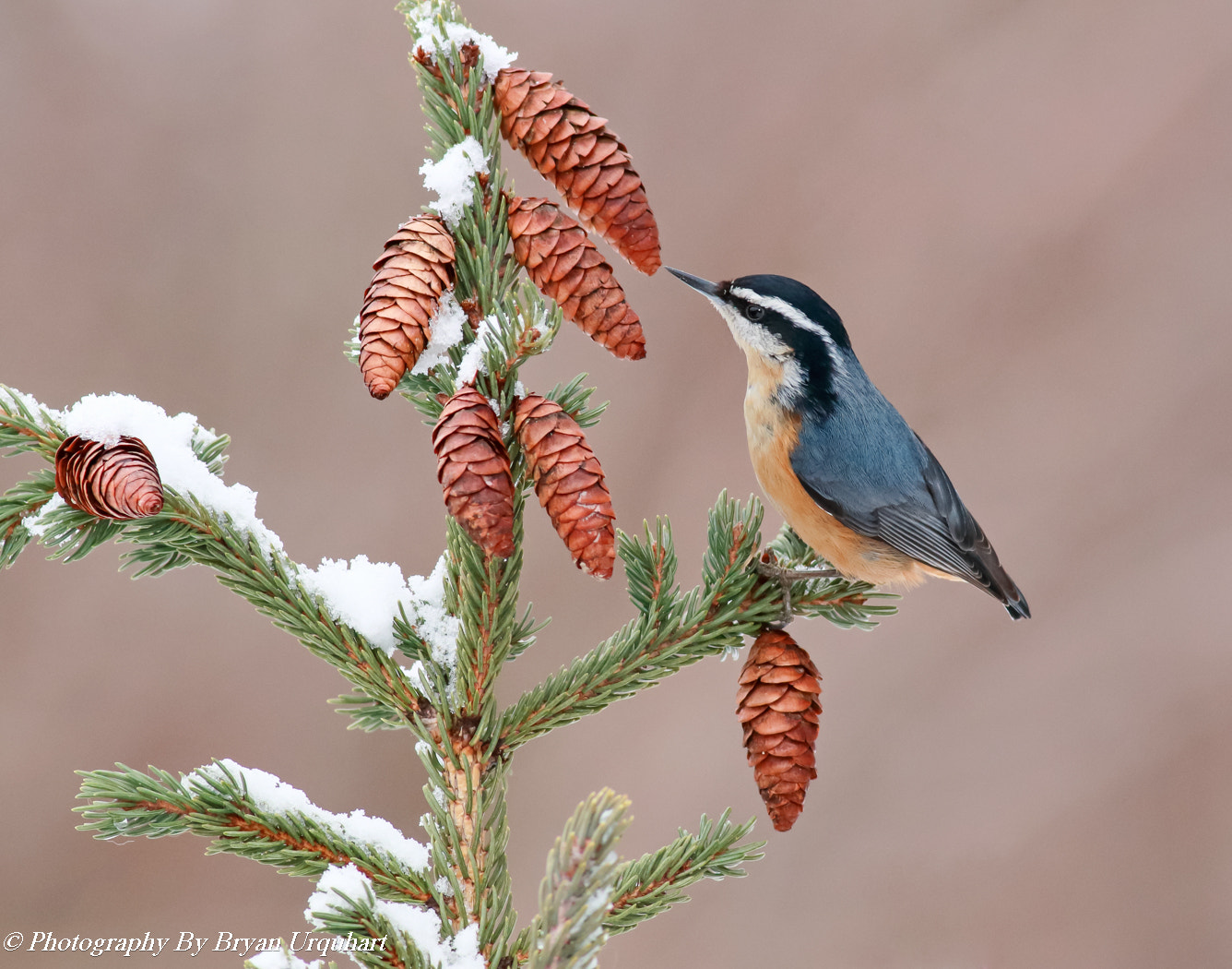 Canon EOS 70D + Canon EF 400mm F5.6L USM sample photo. Red breasted nuthatch photography