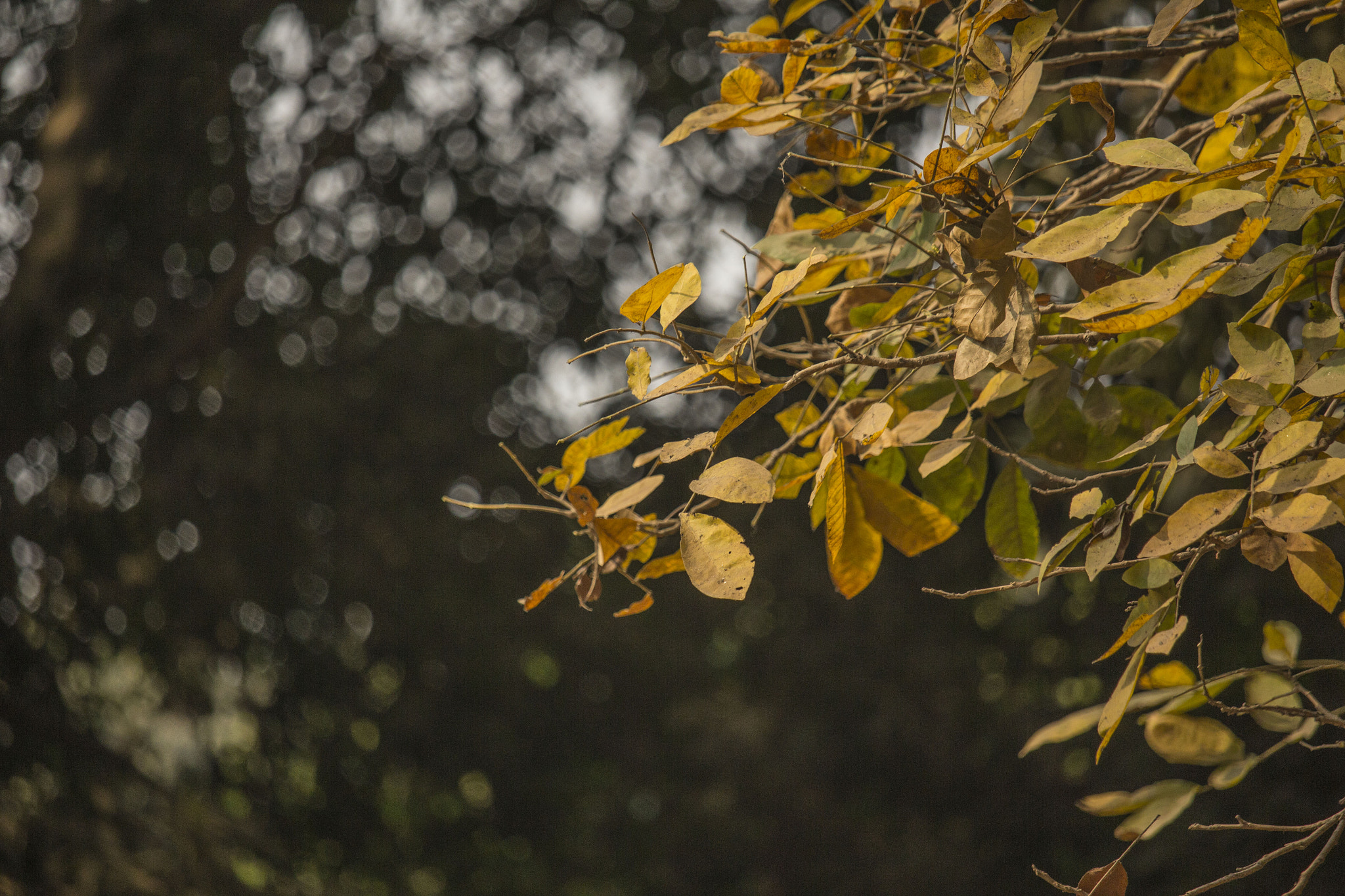 Canon EF-S 55-250mm F4-5.6 IS STM sample photo. Leaf photography