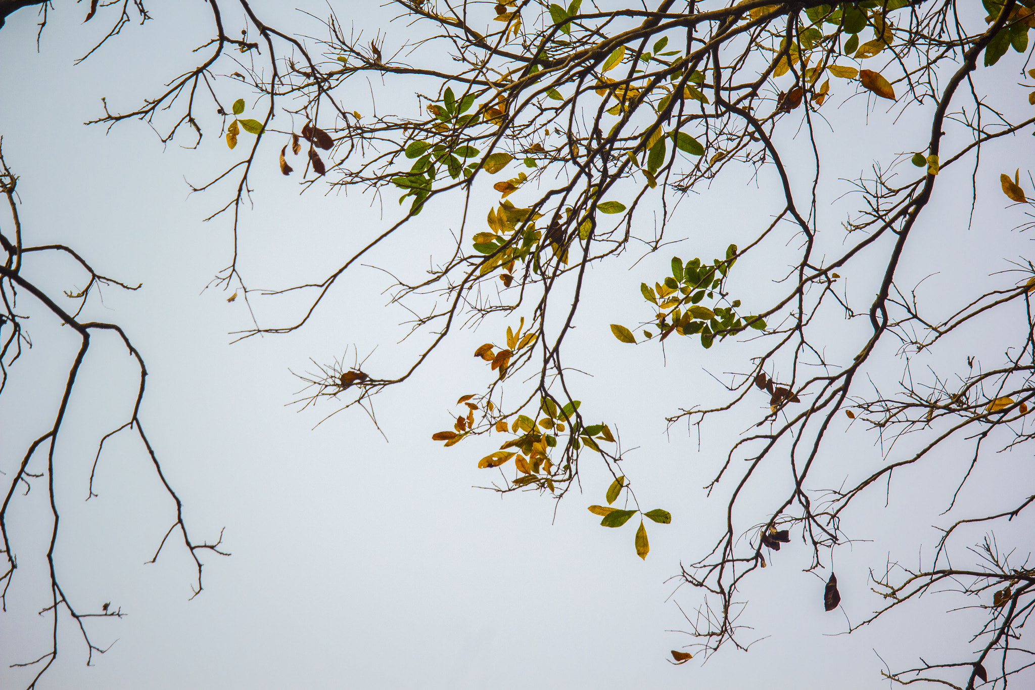 Canon EF-S 55-250mm F4-5.6 IS STM sample photo. Leaf photography