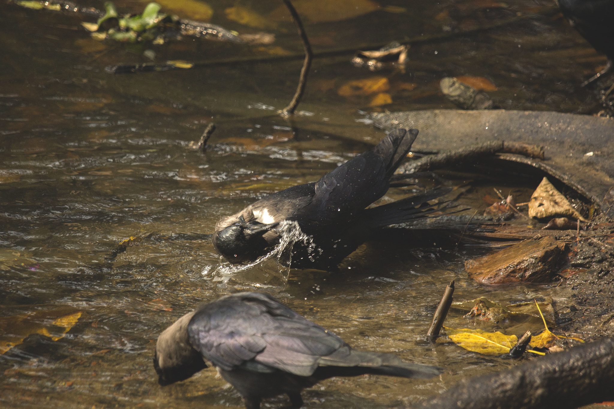 Canon EF-S 55-250mm F4-5.6 IS STM sample photo. Crow bath photography