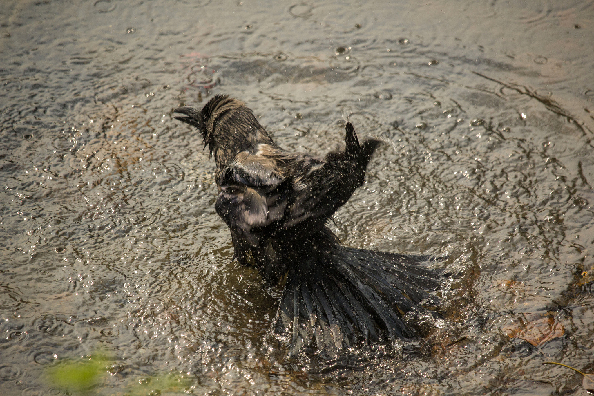 Canon EF-S 55-250mm F4-5.6 IS STM sample photo. Crow bath photography