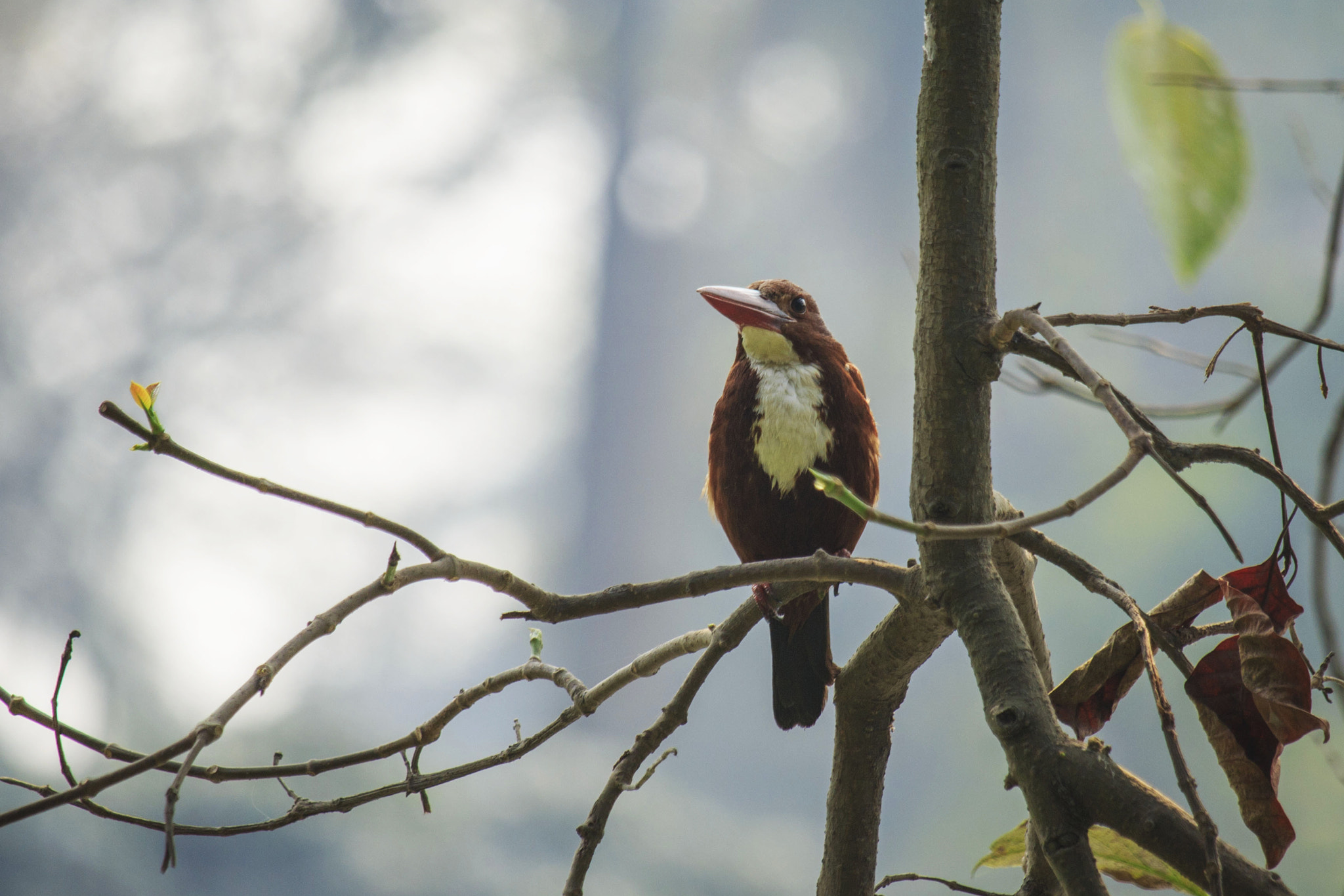 Canon EF-S 55-250mm F4-5.6 IS STM sample photo. Bird photography