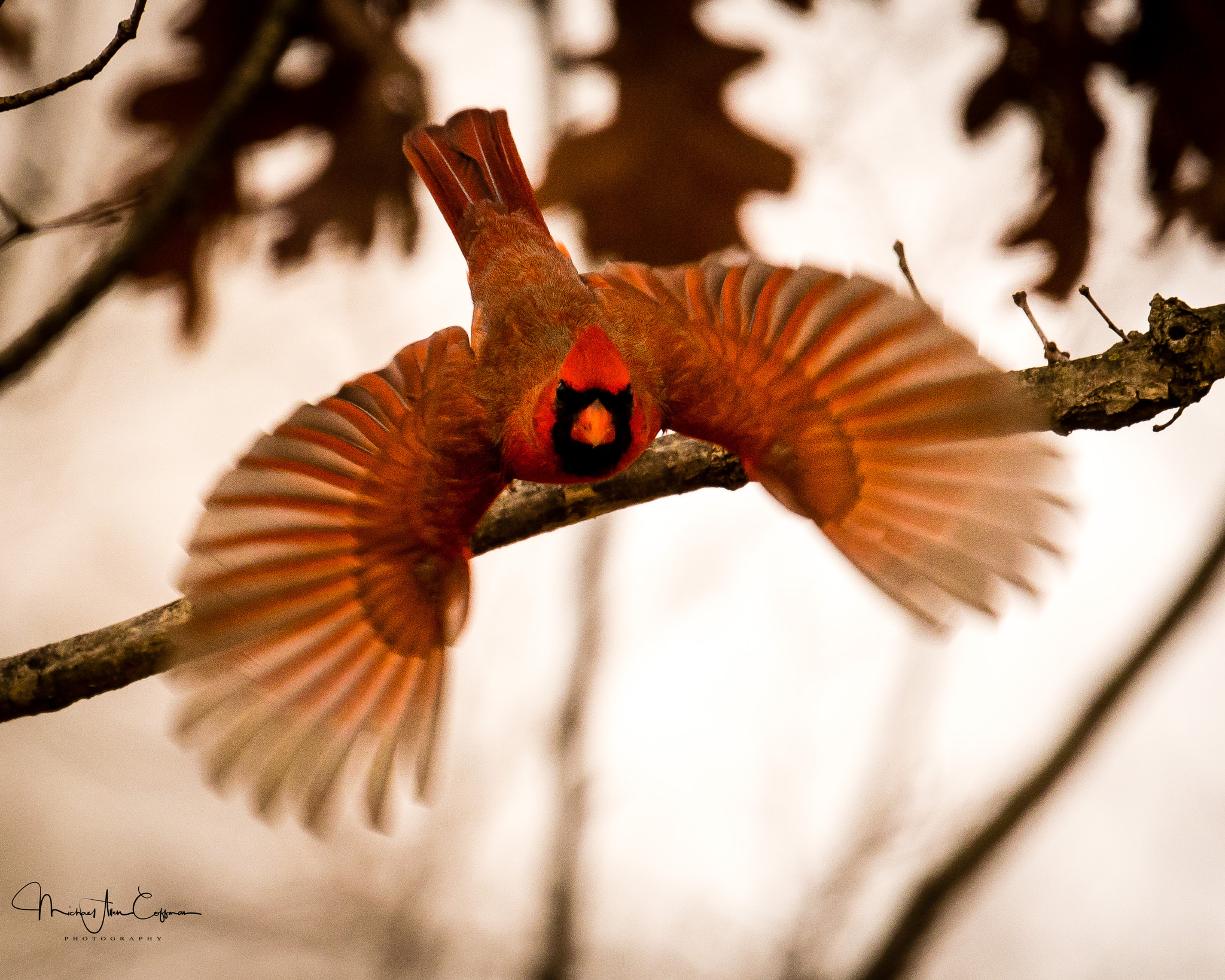 Tamron SP 150-600mm F5-6.3 Di VC USD sample photo. Cardinal photography