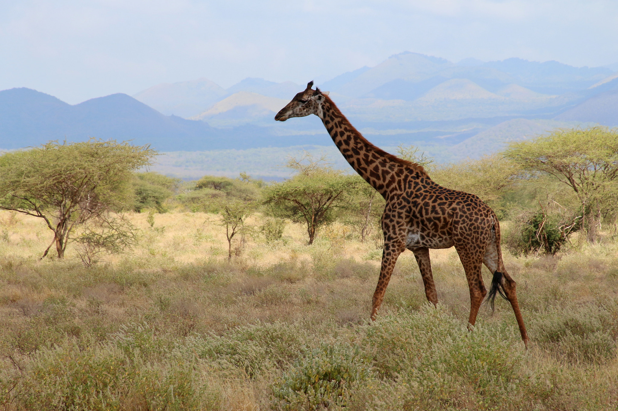 Canon EOS 650D (EOS Rebel T4i / EOS Kiss X6i) sample photo. Giraffe, tsavo, kenya photography