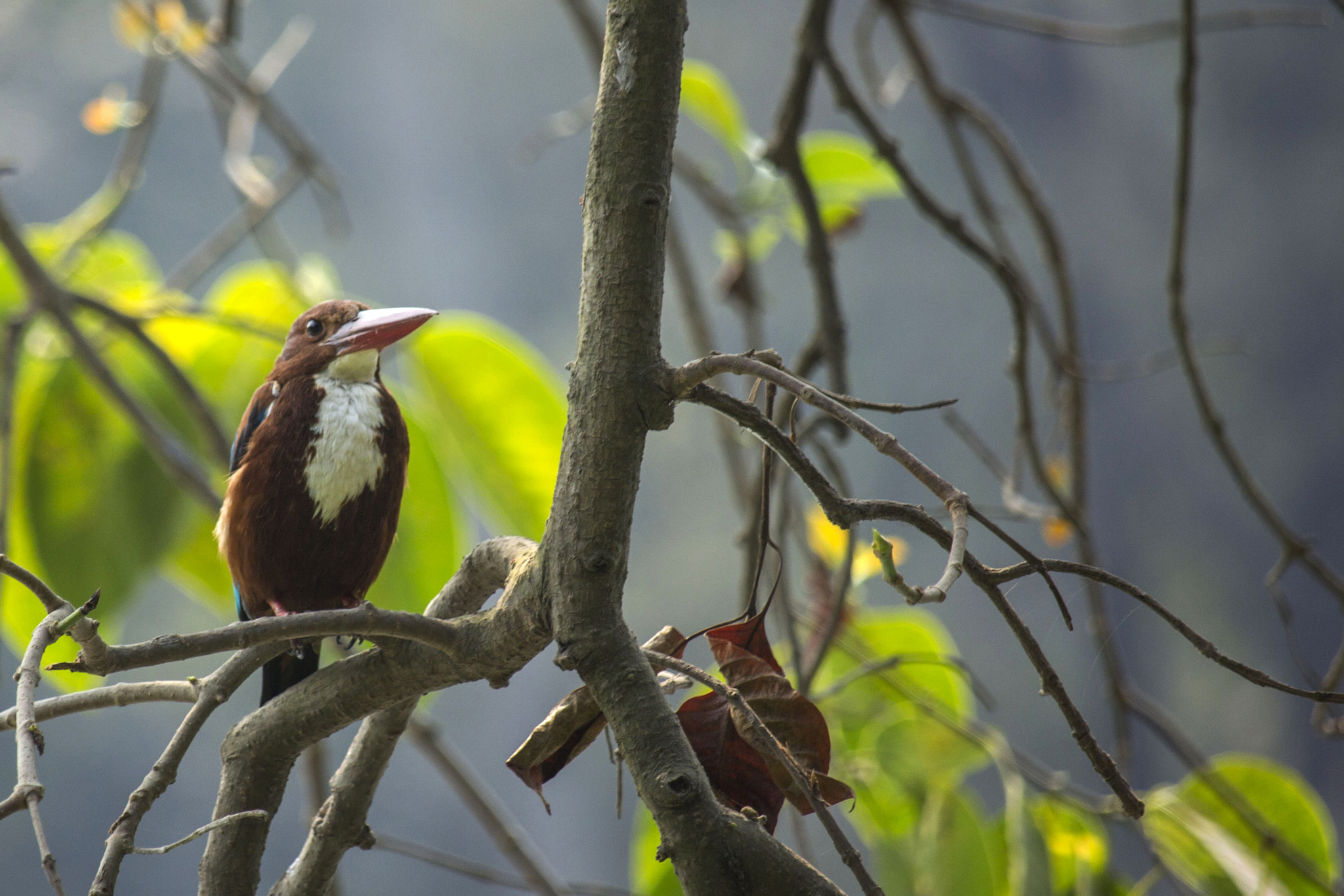 Canon EF-S 55-250mm F4-5.6 IS STM sample photo. Bird photography