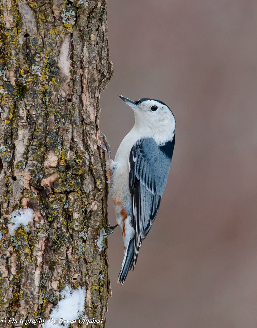 Canon EOS 70D + Canon EF 400mm F5.6L USM sample photo. White breasted nuthatch photography