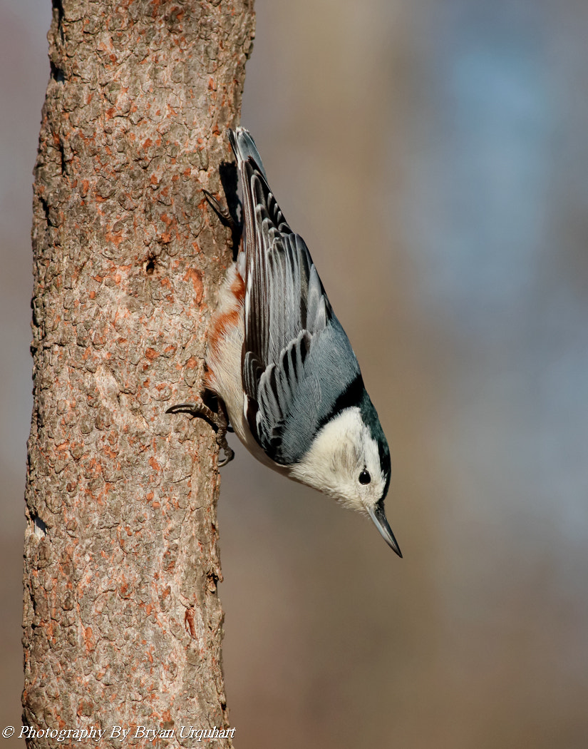 Canon EOS 70D + Canon EF 400mm F5.6L USM sample photo. White breasted nuthatch photography