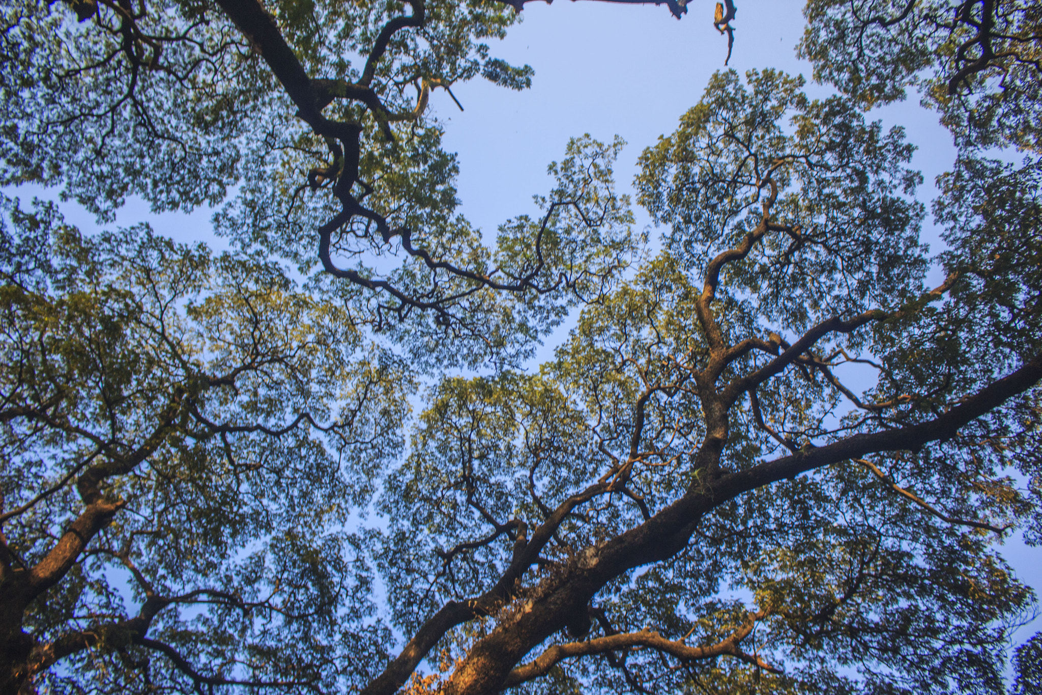 Canon EOS 60D sample photo. Tree photography