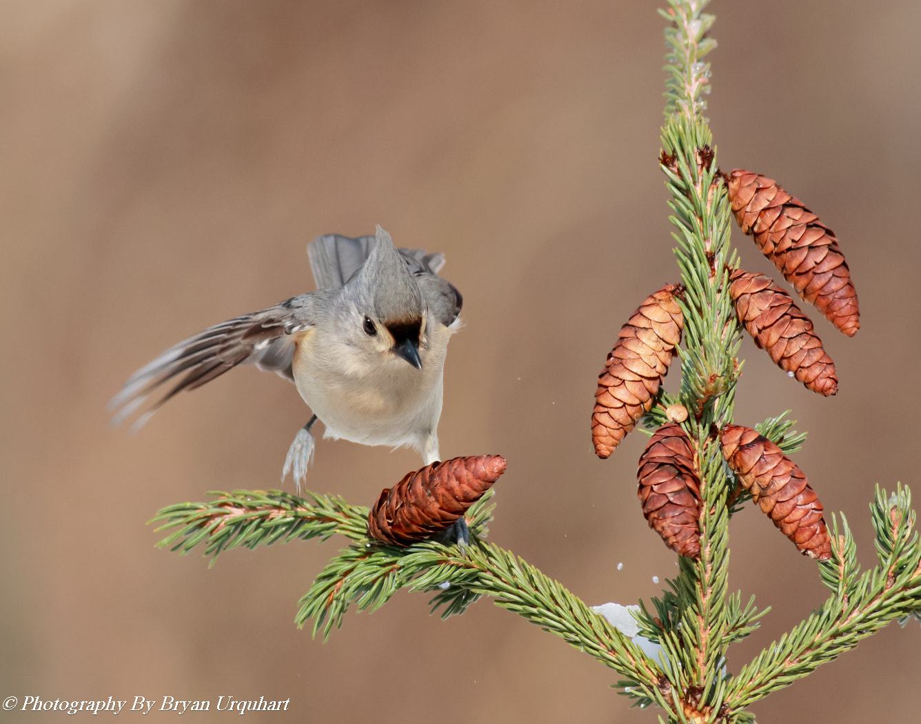 Canon EOS 70D + Canon EF 400mm F5.6L USM sample photo. Tufted tit mouse photography