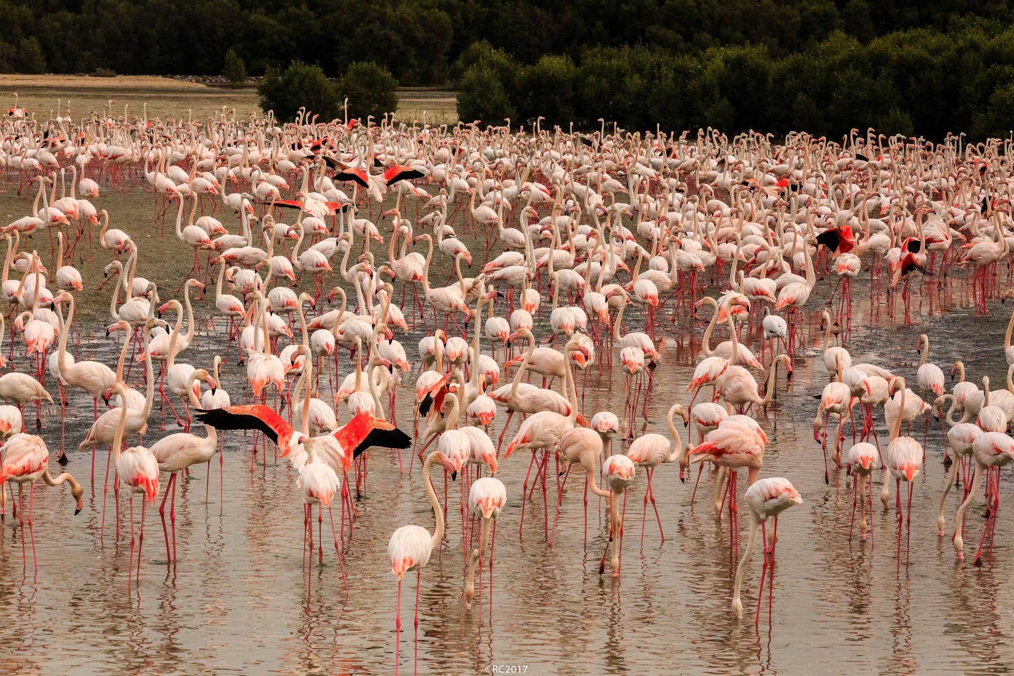 Canon EOS 6D + Sigma 150-500mm F5-6.3 DG OS HSM sample photo. Flamingo ii photography