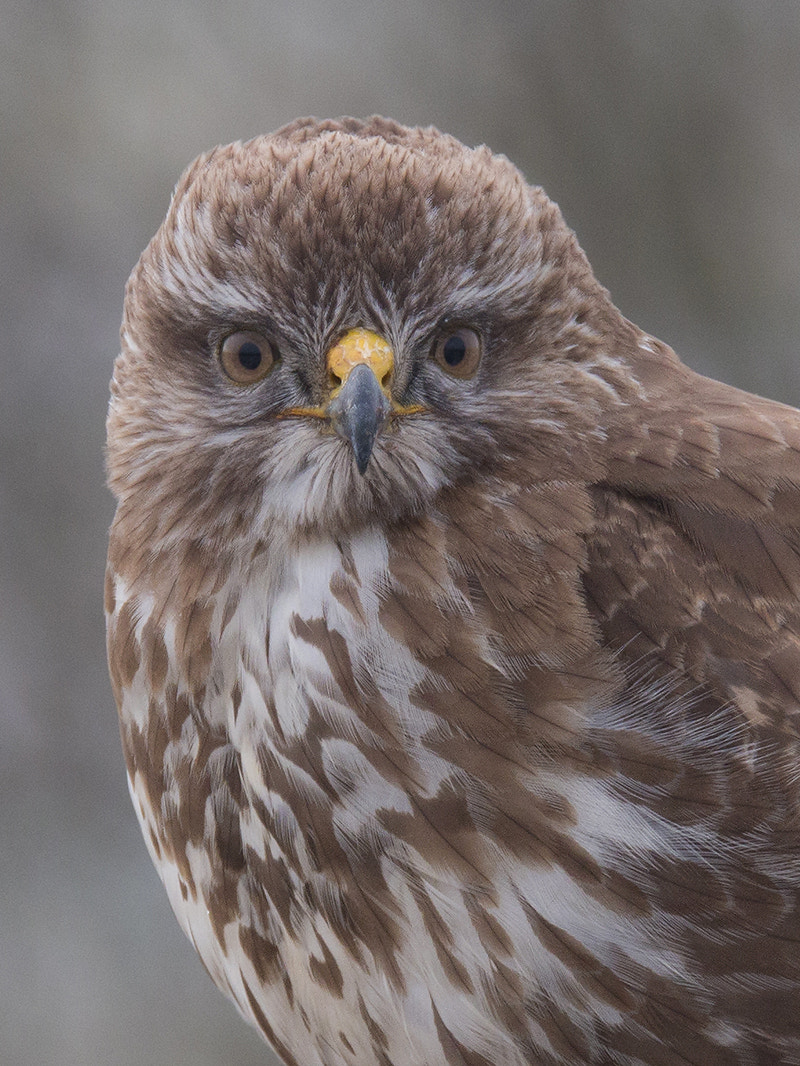 150-600mm F5-6.3 DG OS HSM | Sports 014 sample photo. Buizerd / buzzard photography