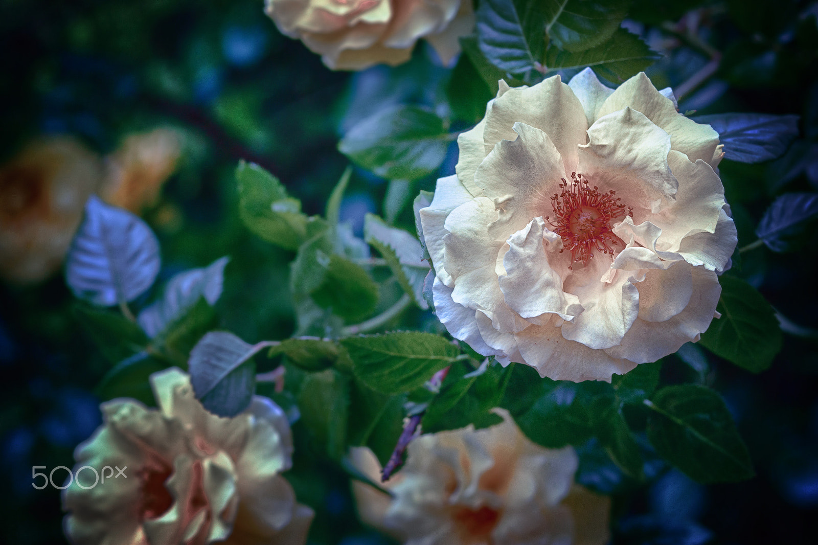 Canon EOS 500D (EOS Rebel T1i / EOS Kiss X3) + Canon EF 85mm F1.8 USM sample photo. Background image of roses photography