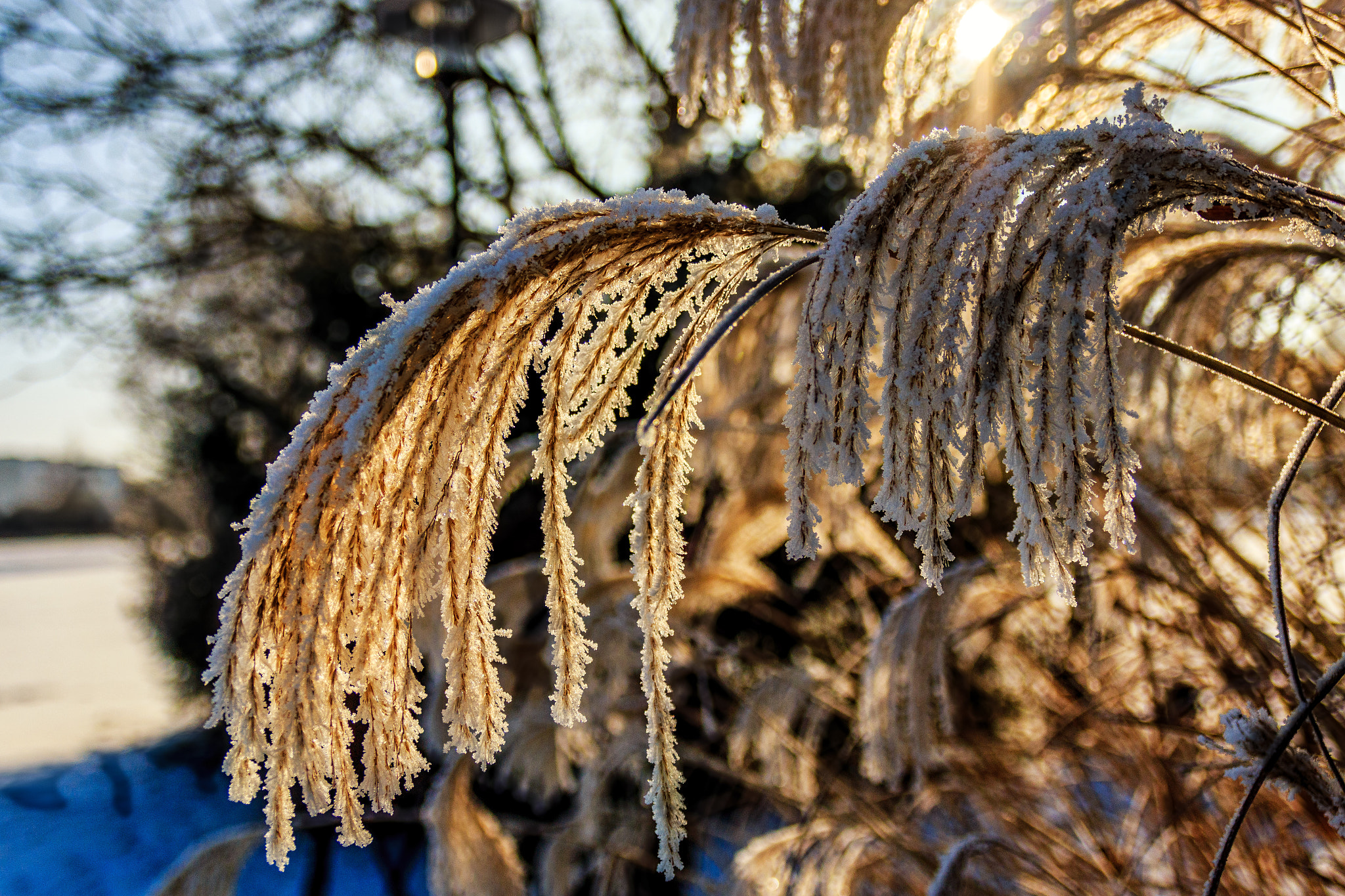 Canon EOS 70D + Sigma 17-70mm F2.8-4 DC Macro OS HSM | C sample photo. After the frost photography