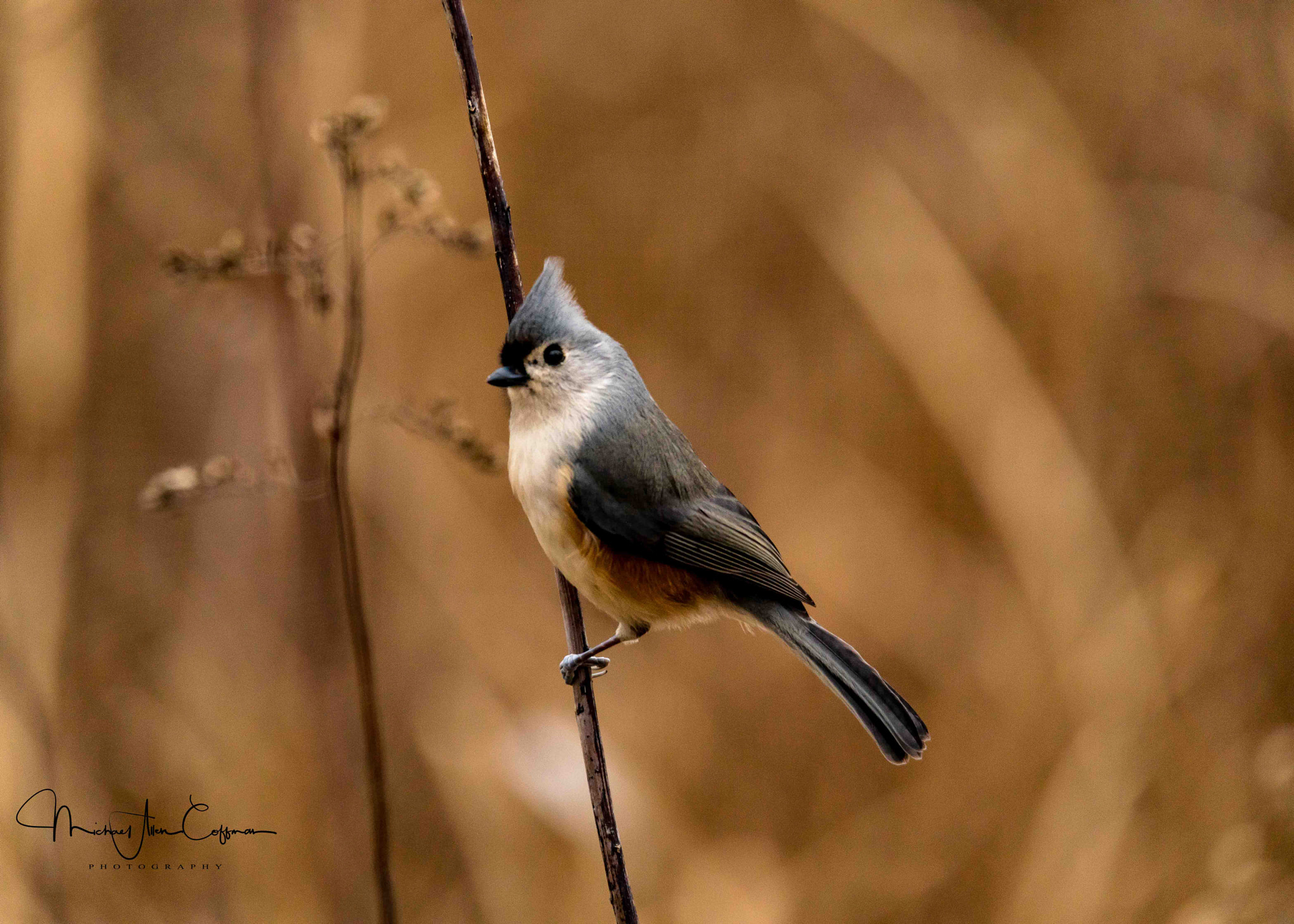 Canon EOS 5D Mark IV sample photo. Tufted titmouse photography