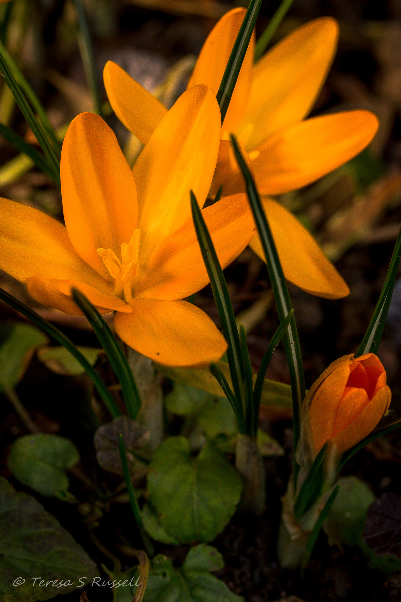Canon EF-S 60mm F2.8 Macro USM sample photo. Yellow crocuses photography