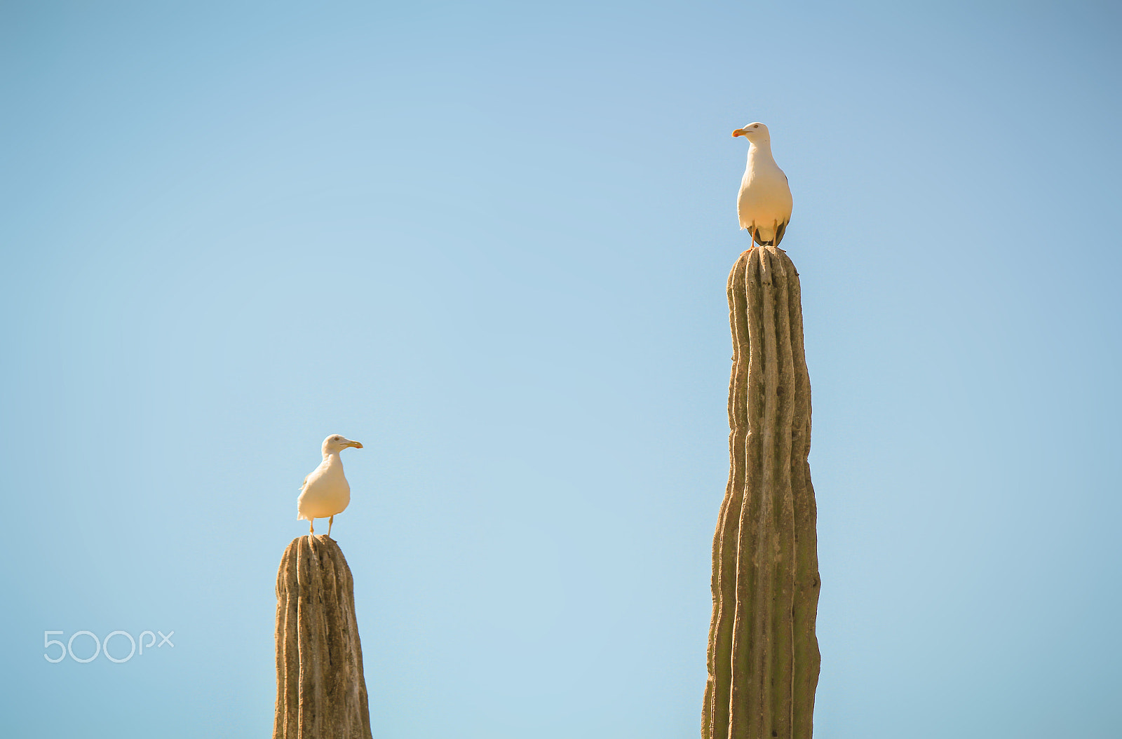 Canon EF-S 55-250mm F4-5.6 IS sample photo. Seagulls photography