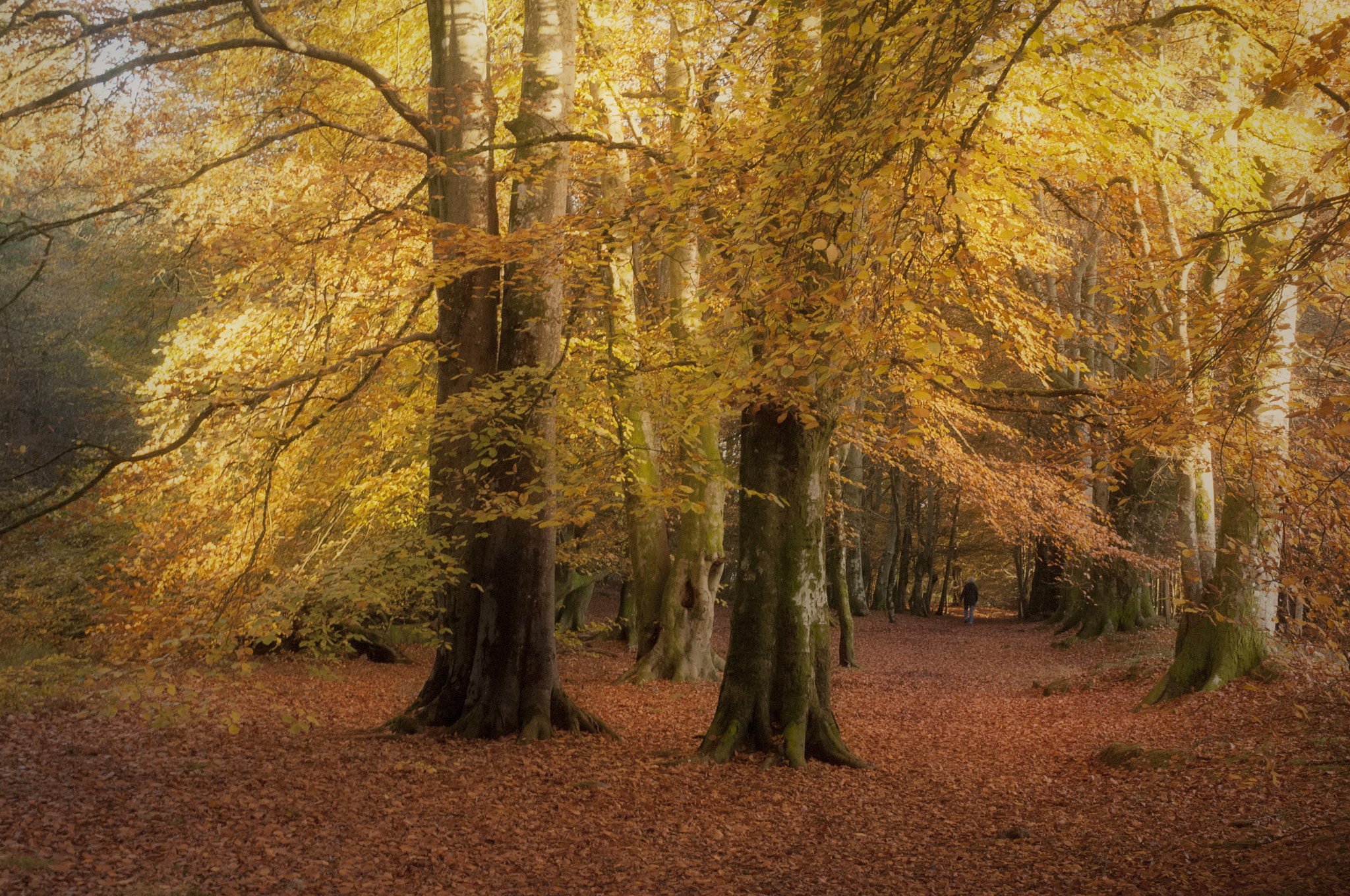 Nikon D300 sample photo. Autumn, caddam woods photography