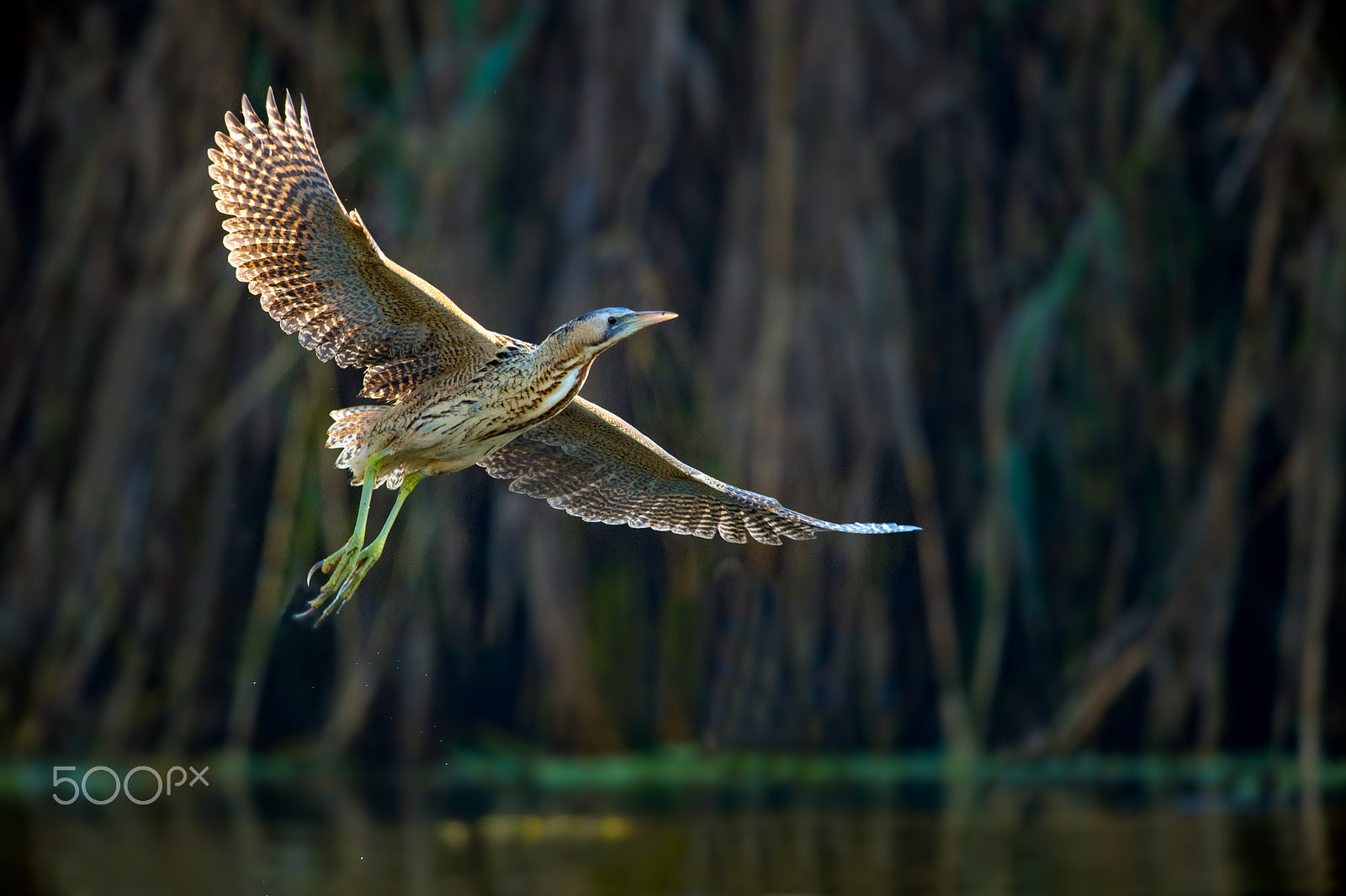 Nikon D5 sample photo. Eurasian bittern photography