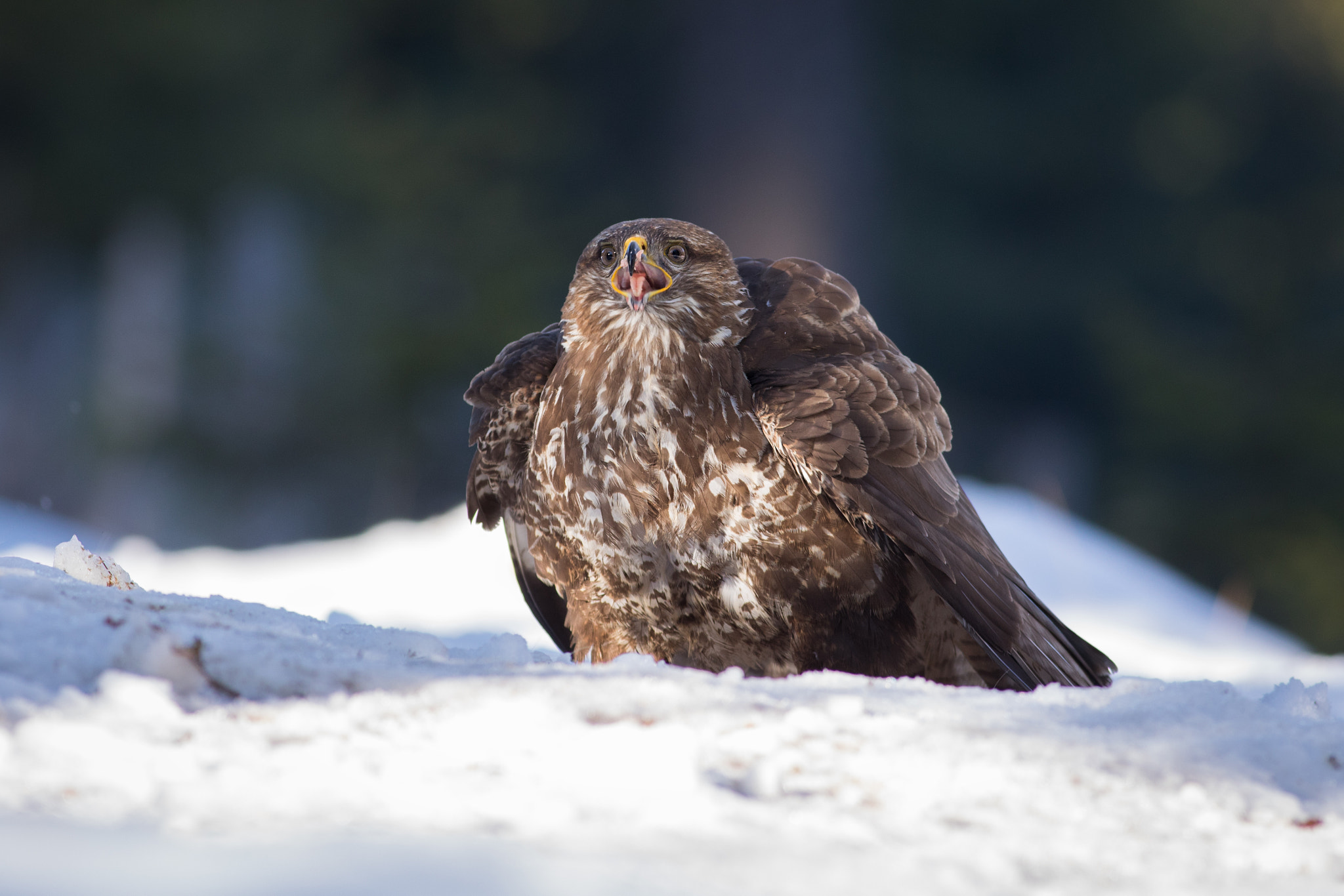 Canon EF 400mm F5.6L USM sample photo. Káně lesní (buteo buteo)

 photography