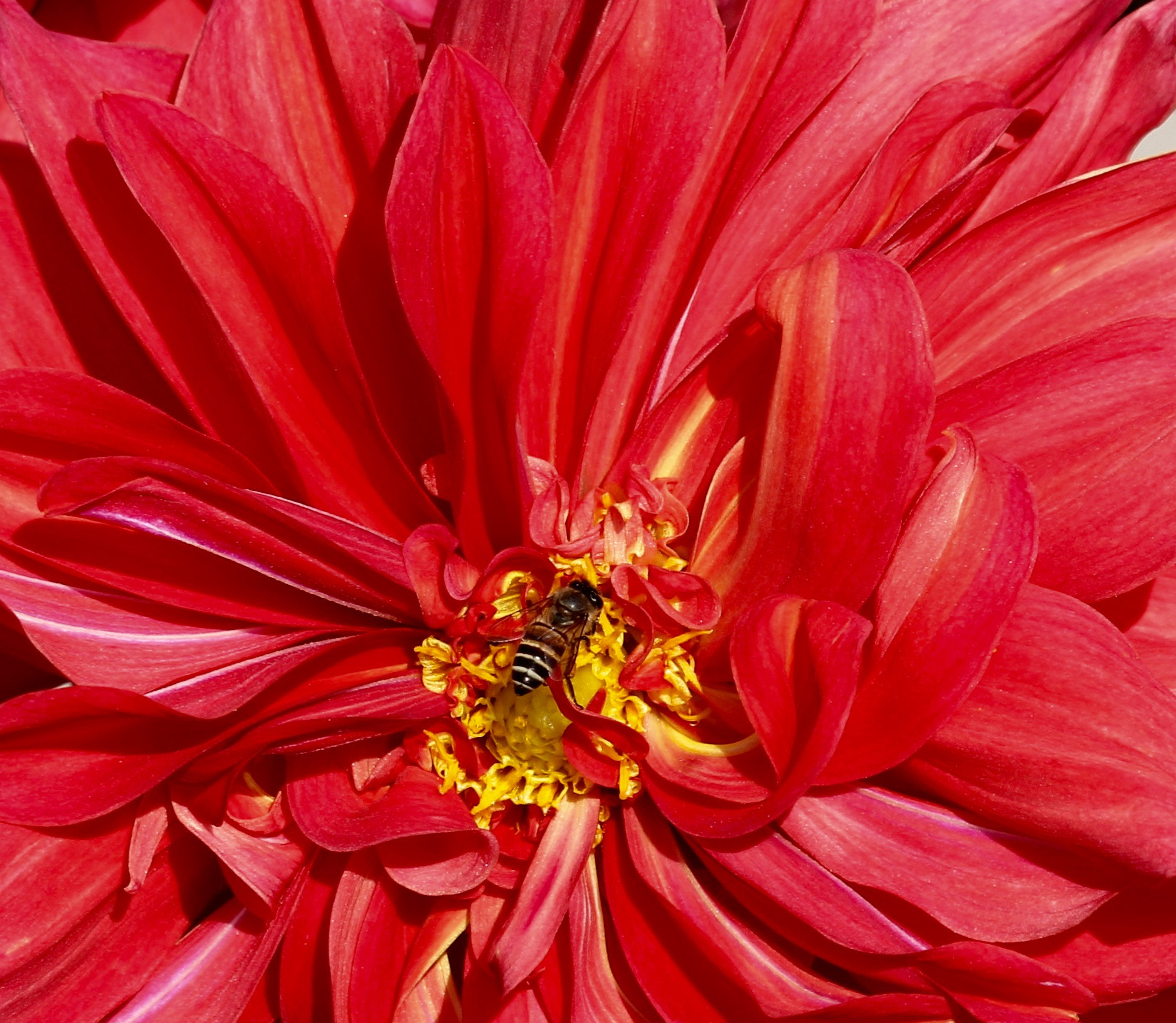 Canon EF 70-300mm F4-5.6 IS USM sample photo. Red flower with bee photography