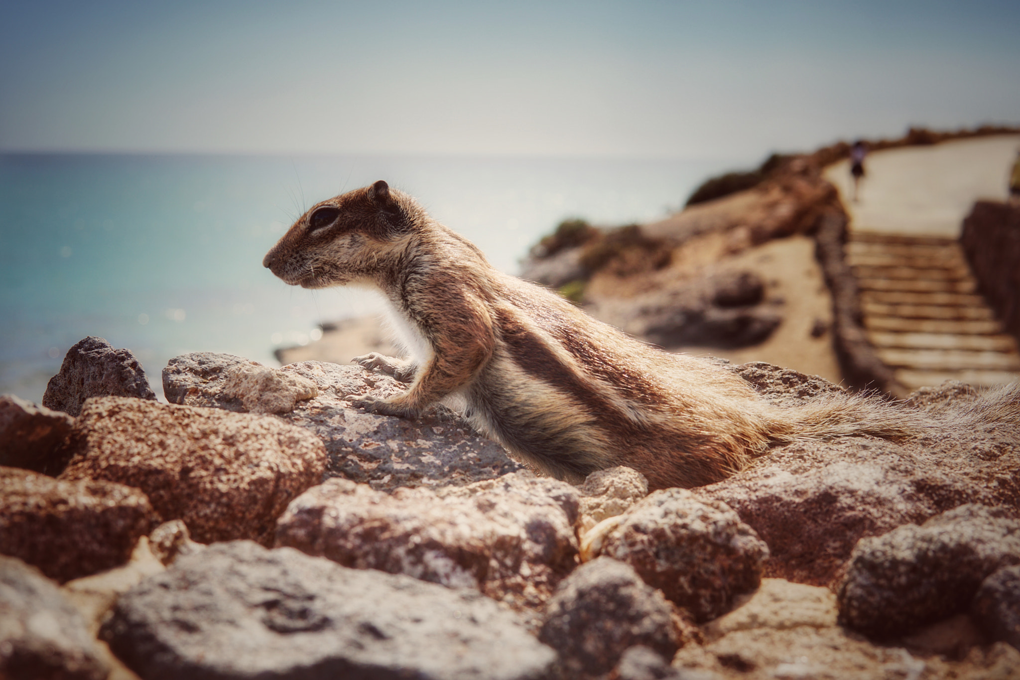 Sony a6300 + Sigma 30mm F1.4 DC DN | C sample photo. Greg the ground squirrel photography